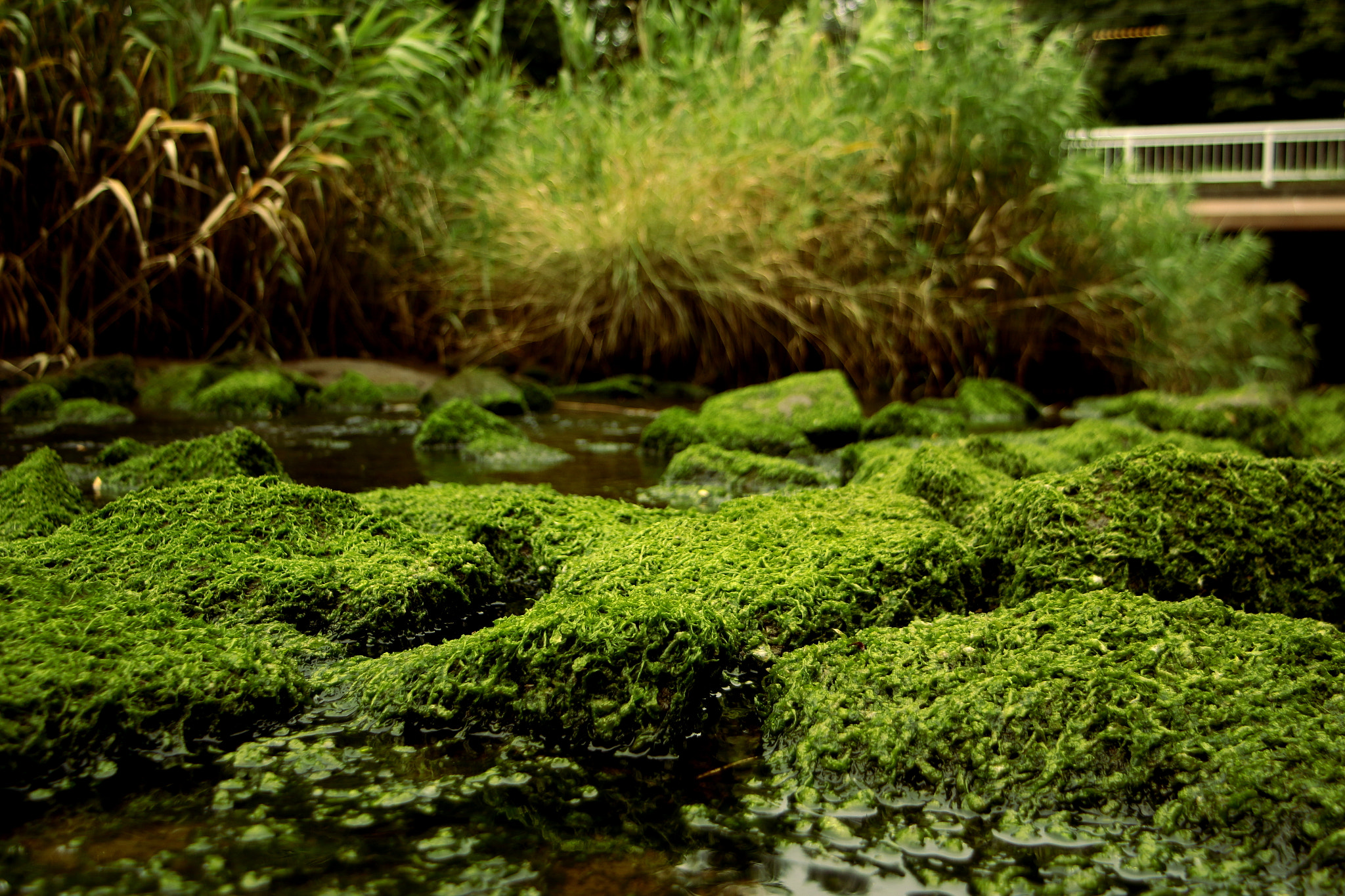 Tamron AF 19-35mm f/3.5-4.5 sample photo. Mousse et rivière photography