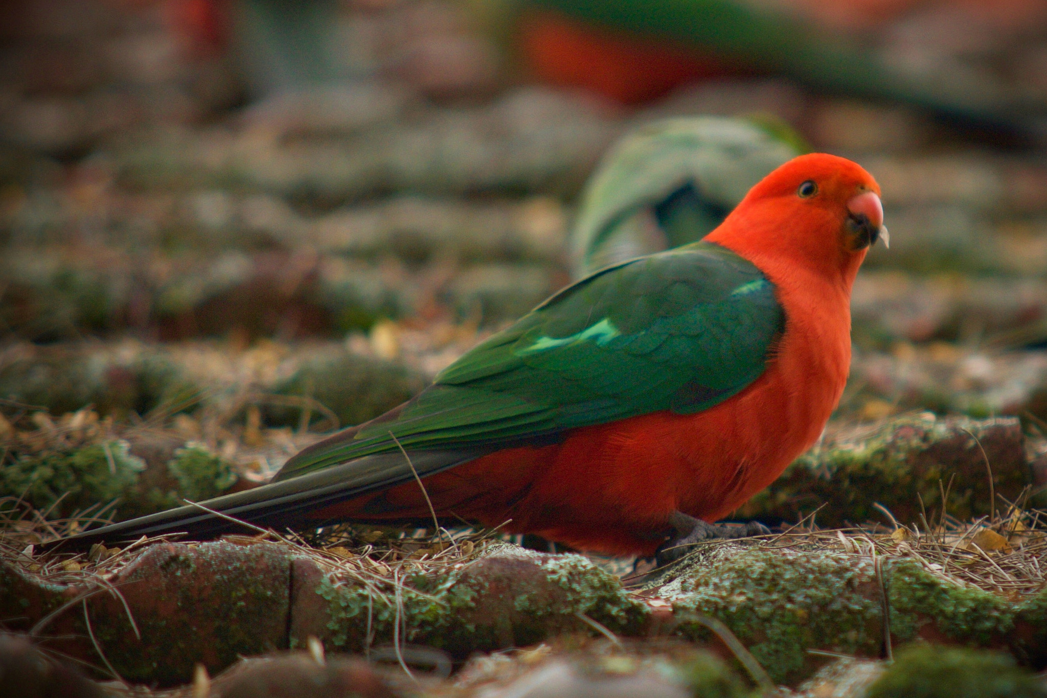 Sigma 70-200mm F2.8 EX DG Macro HSM II sample photo. Australian king parrot photography