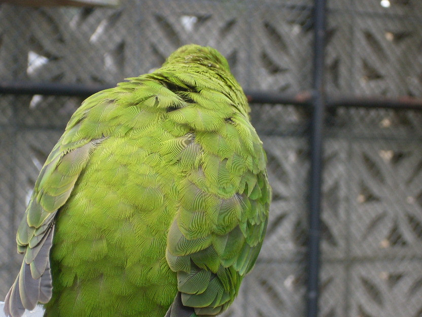 Samsung KENOX S760  / Samsung S760 sample photo. Beauty caged in photography