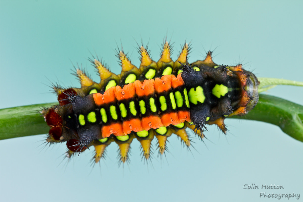 Sigma APO Macro 150mm f/2.8 EX DG HSM sample photo. Slug caterpillar photography