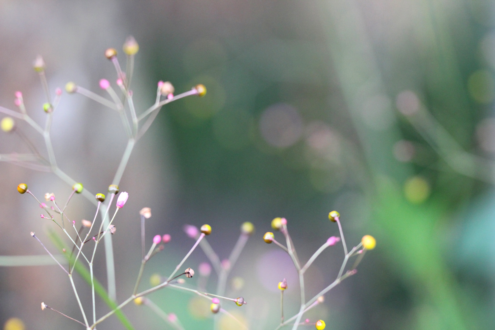 Sigma 150mm f/2.8 EX DG OS HSM APO Macro sample photo. Pontos iii photography