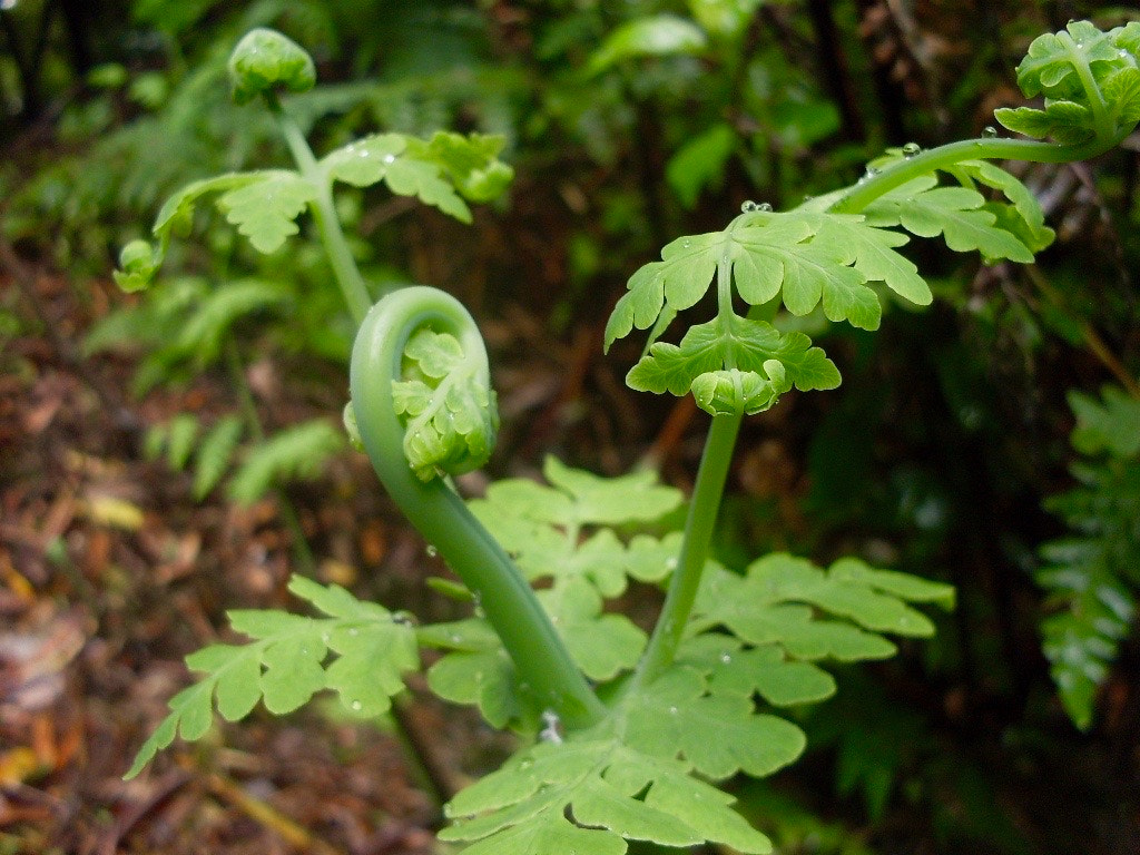 Samsung KENOX S760  / Samsung S760 sample photo. Raindrop fern photography