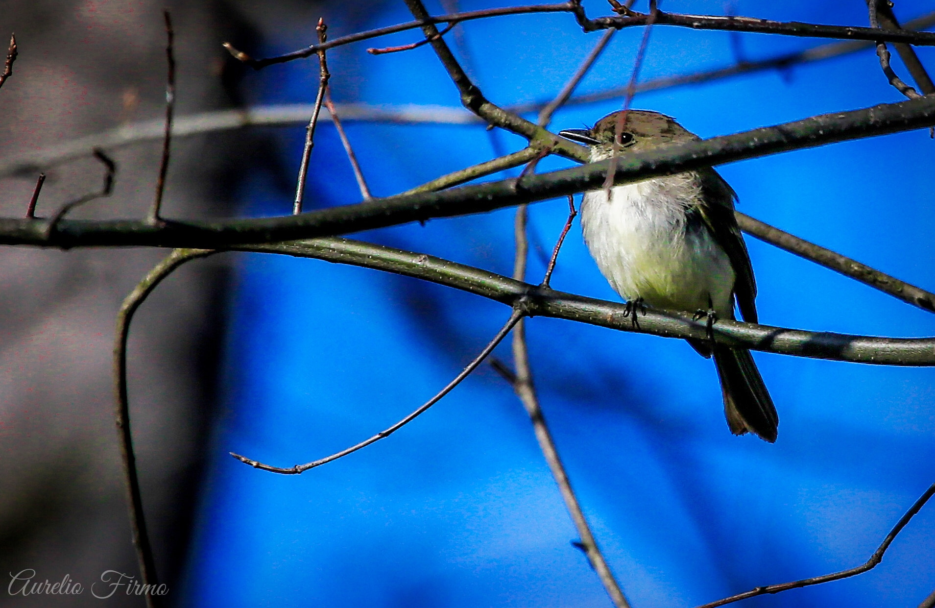 Canon EF 100-400mm F4.5-5.6L IS USM sample photo. Eastern phoebe bird, prospect park, brooklyn newyork photography