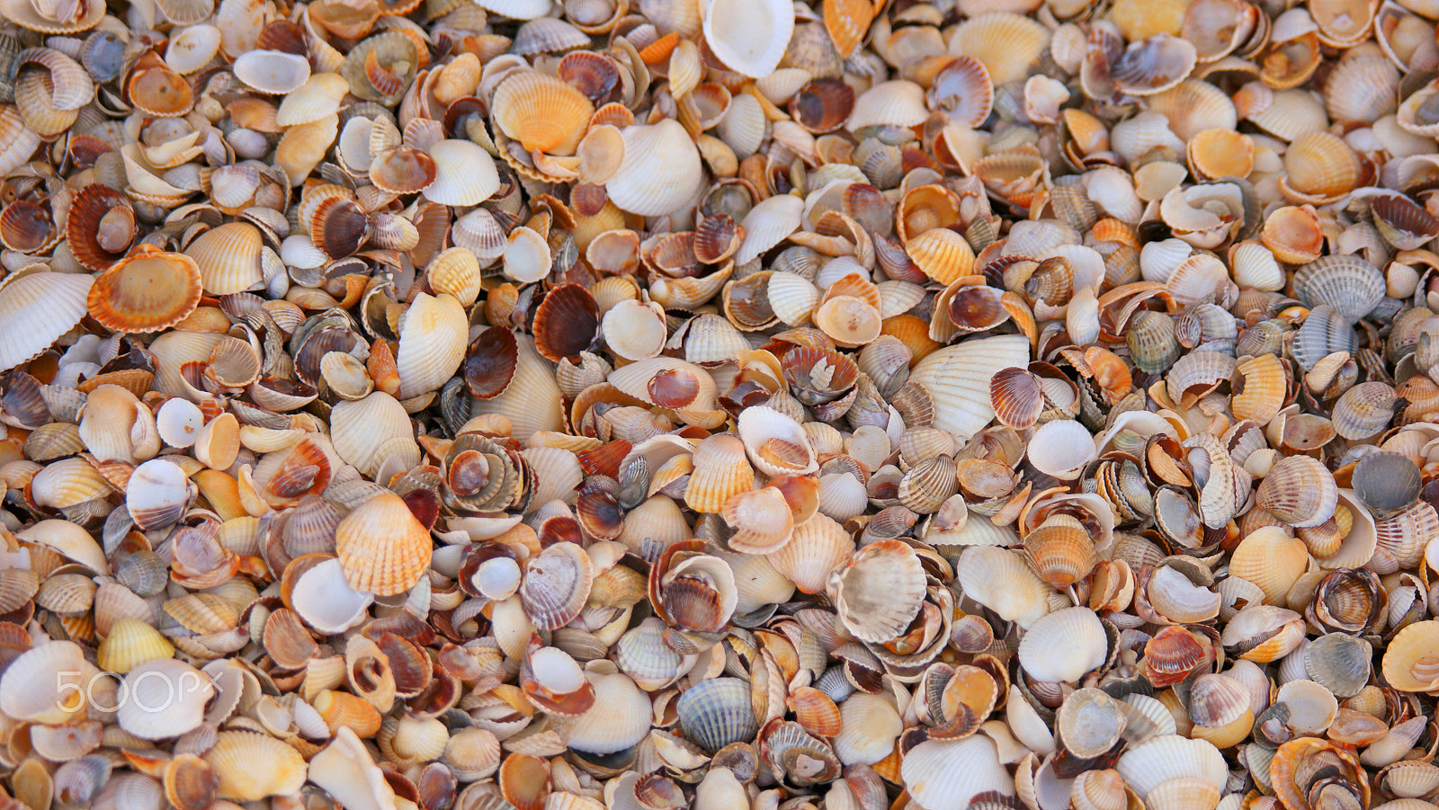 Samsung NX500 + NX 50-200mm F4-5.6 sample photo. Beach covered with small colorful seashells photography