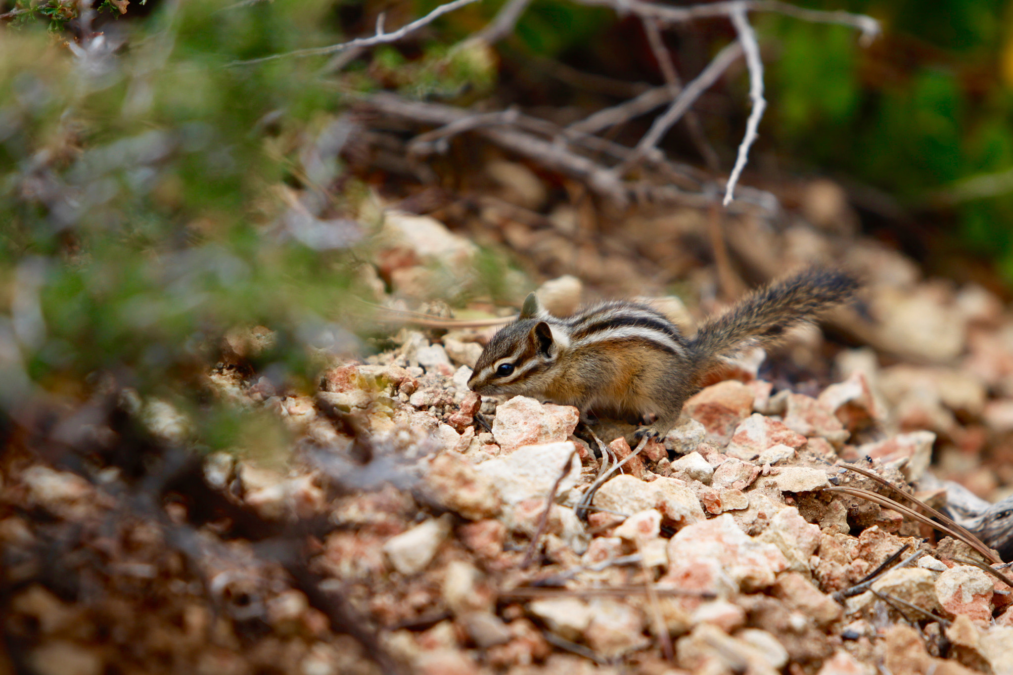 Canon EF 70-200mm F2.8L IS USM sample photo