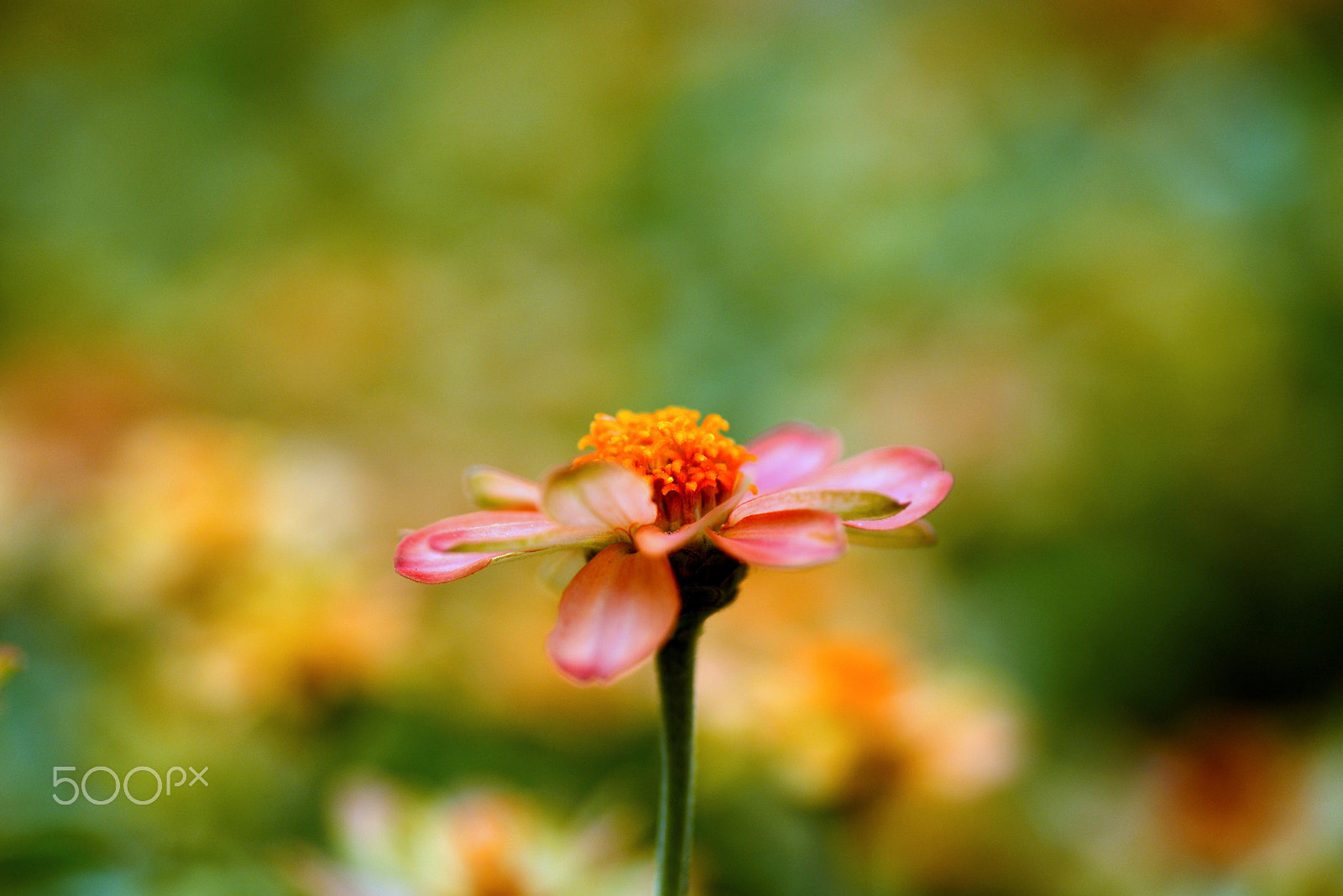 Nikon D600 sample photo. Zinnia photography
