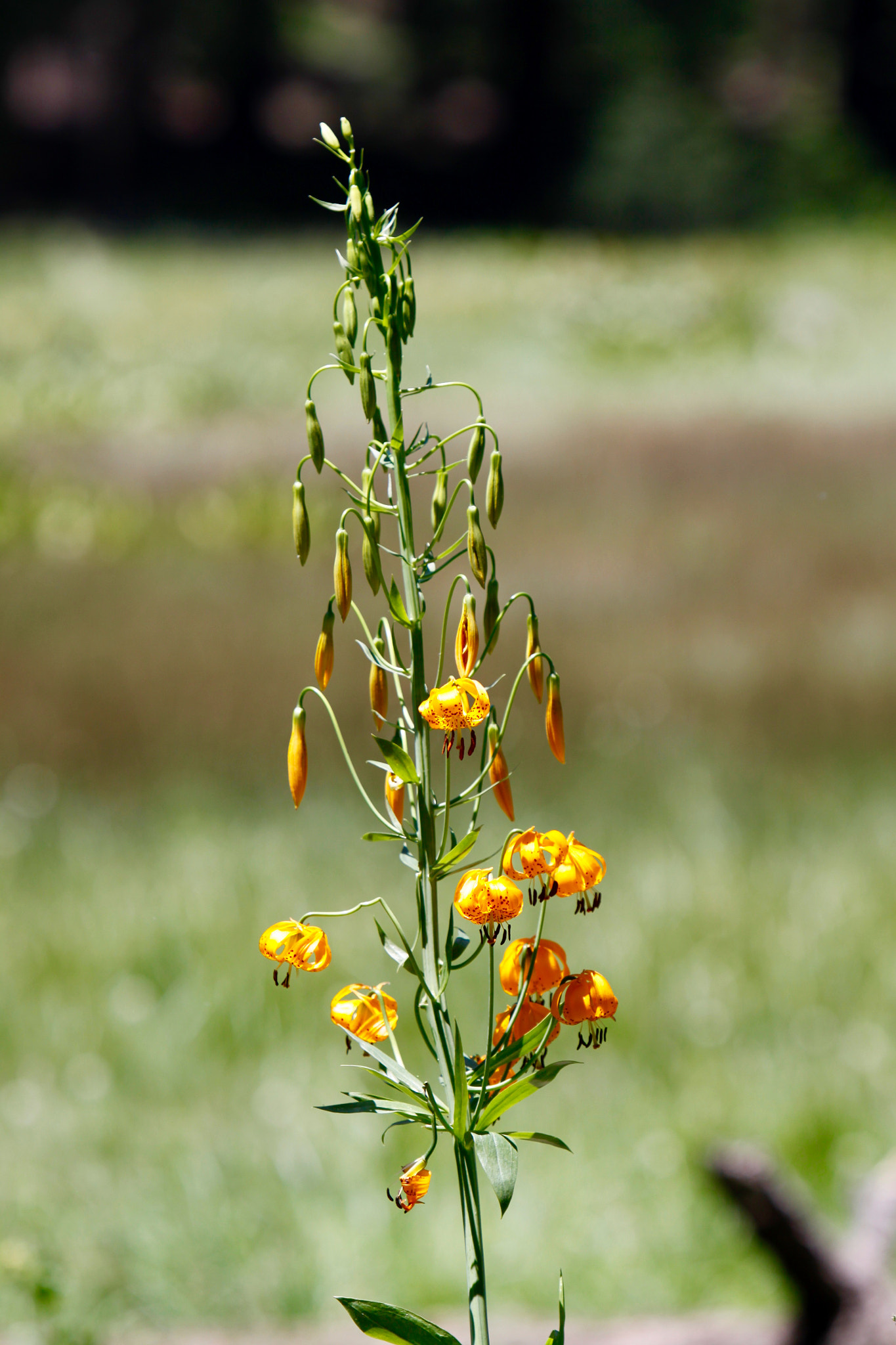 Canon EF 70-200mm F2.8L IS USM sample photo