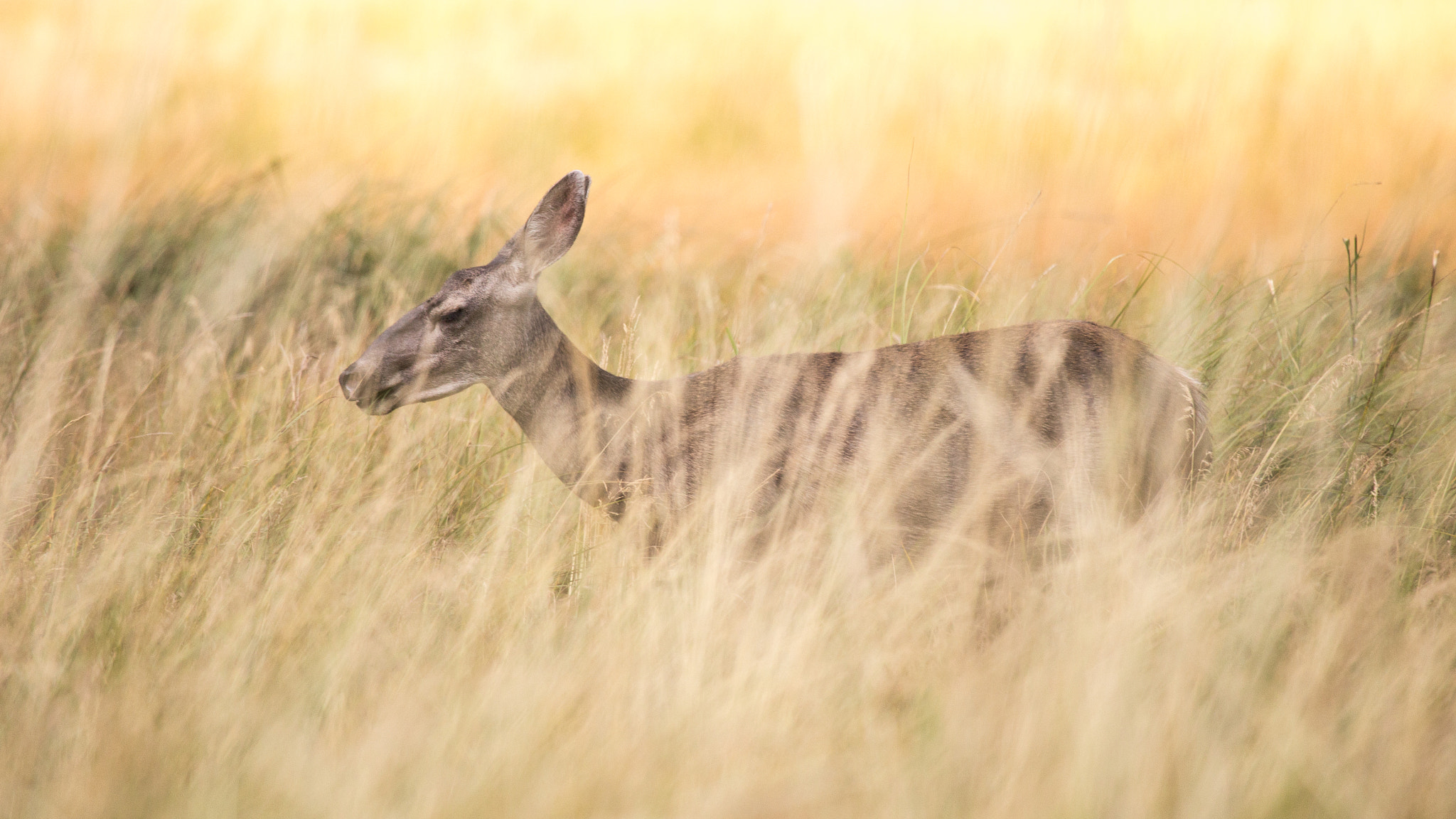 Canon EF 100-400mm F4.5-5.6L IS USM sample photo. Oh deer photography