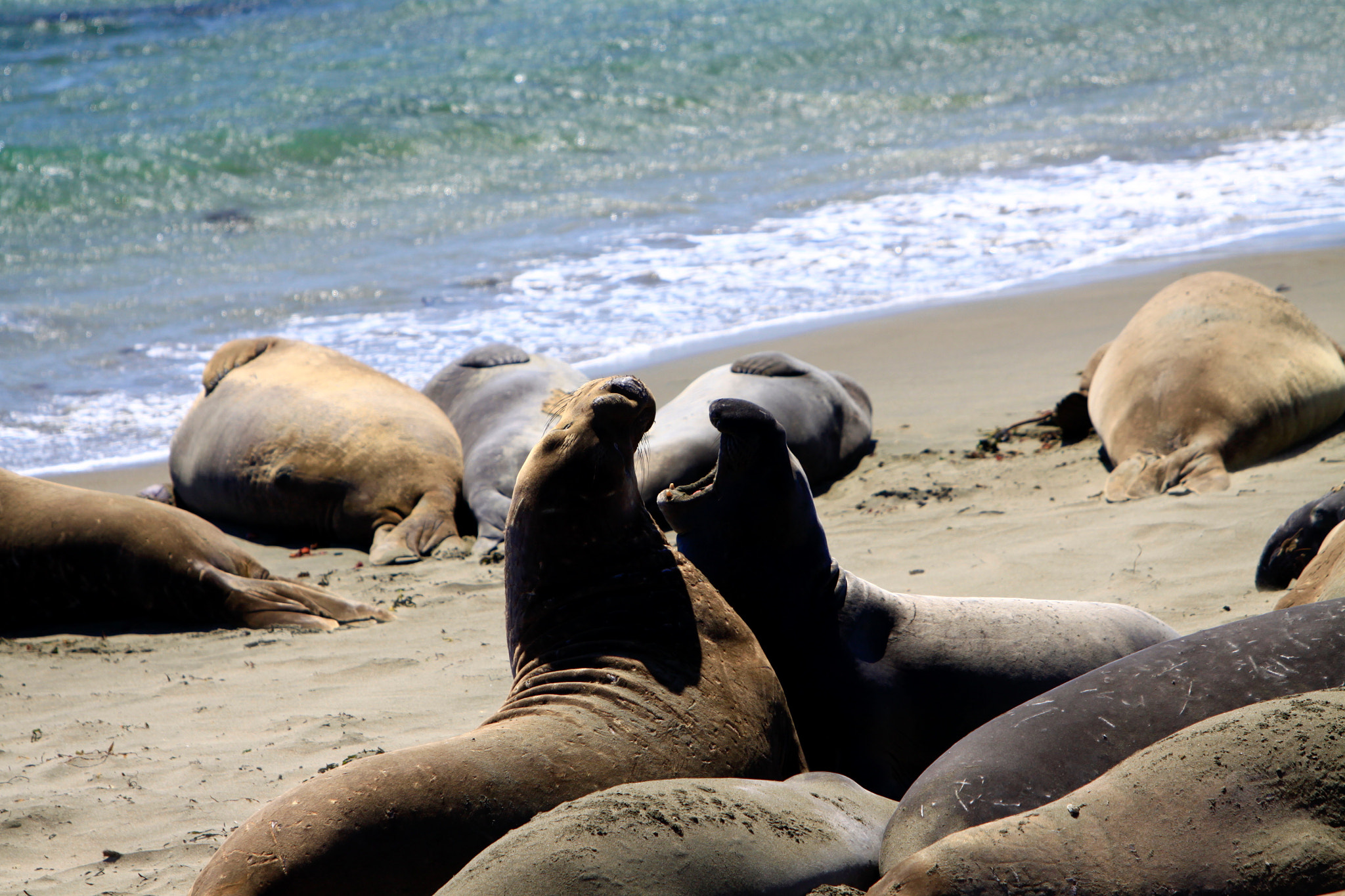 Canon EF 70-200mm F2.8L IS USM sample photo