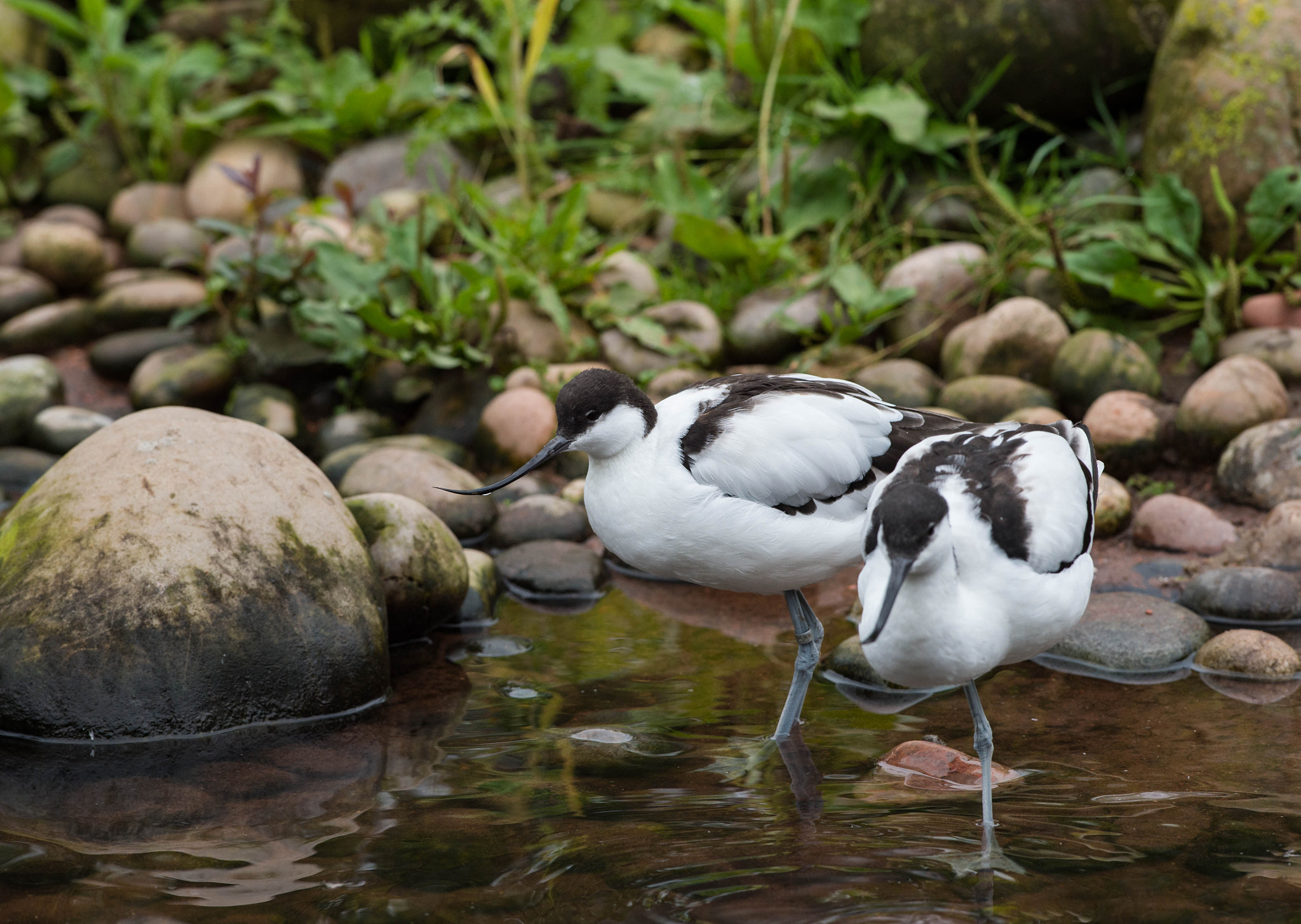 Nikon AF-S Nikkor 300mm F2.8G ED VR II sample photo. Avocet photography