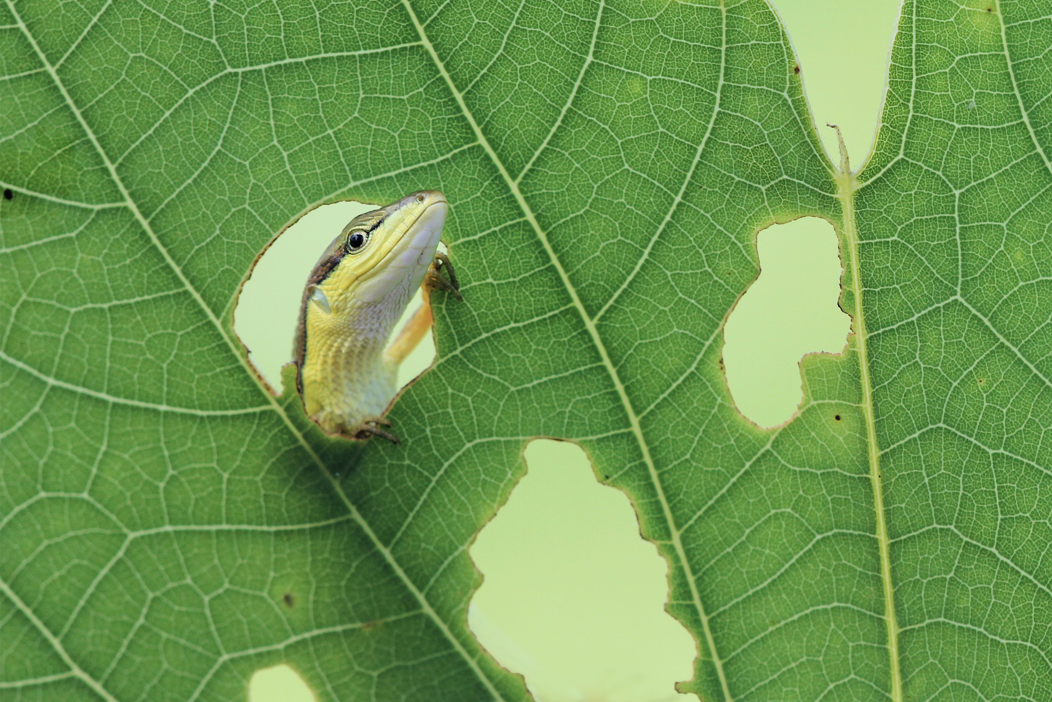 Sigma APO Macro 150mm f/2.8 EX DG HSM sample photo. Hulloows ,, can you see me?! photography