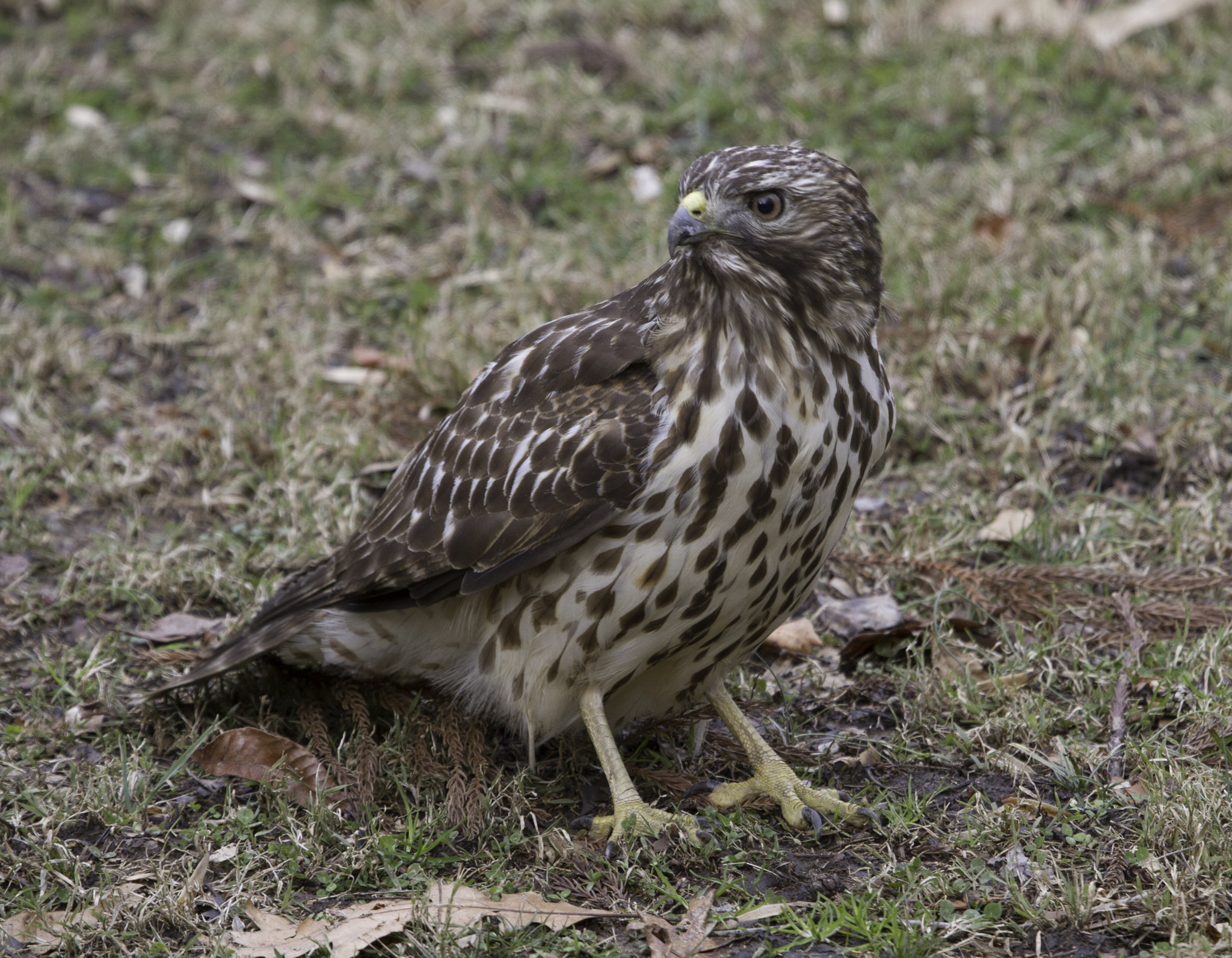 Canon EOS 7D + Canon EF 100-400mm F4.5-5.6L IS USM sample photo. Alert photography