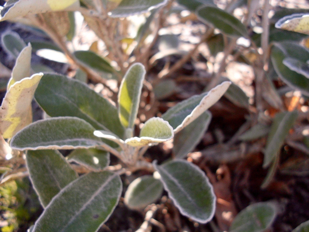 Samsung KENOX S760  / Samsung S760 sample photo. White-edged leaves photography