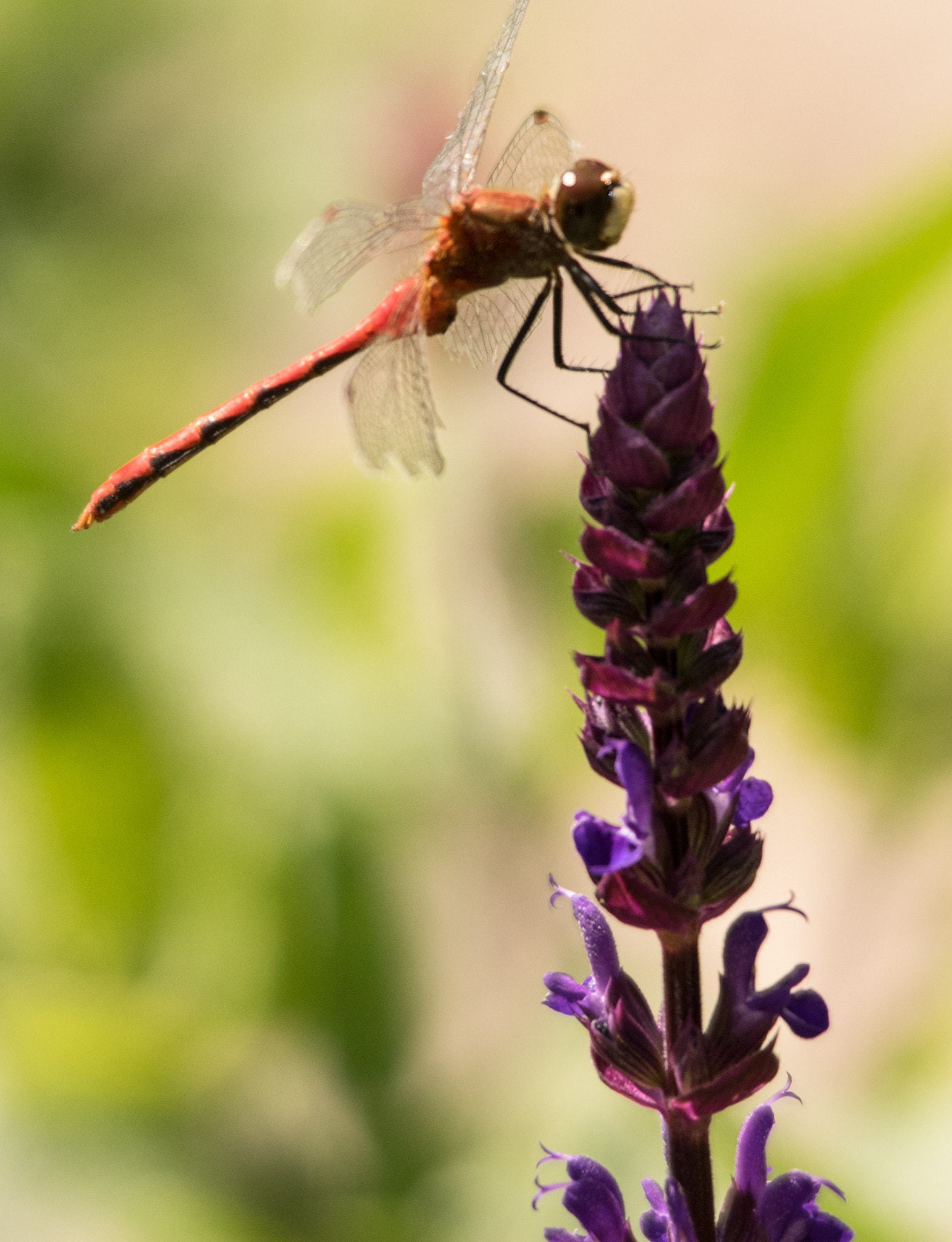 Pentax K-3 II + Sigma 150-500mm F5-6.3 DG OS HSM sample photo. Balanced on purple photography