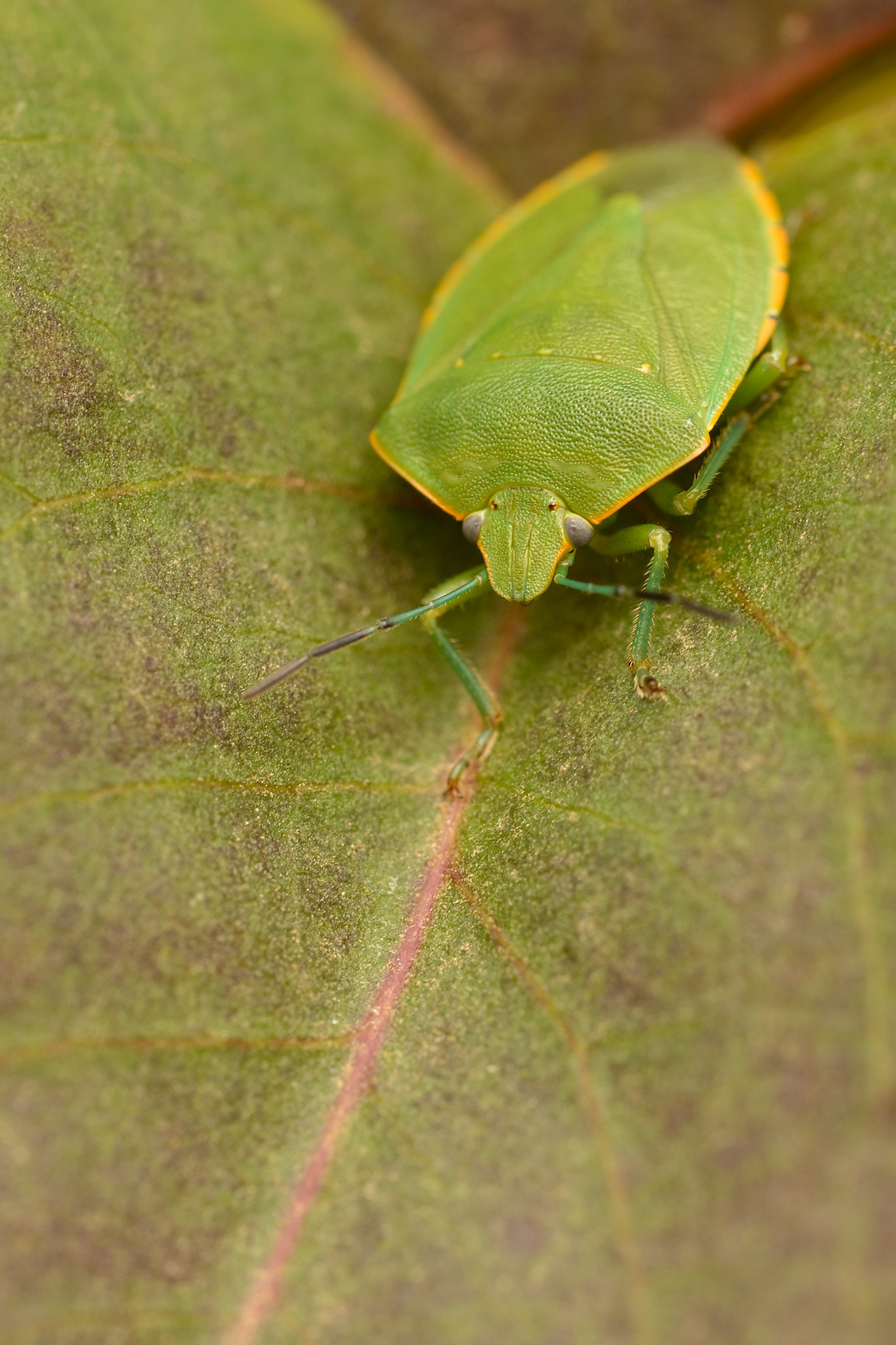 Nikon D600 + Nikon AF Micro-Nikkor 200mm F4D ED-IF sample photo. Chinche verde photography