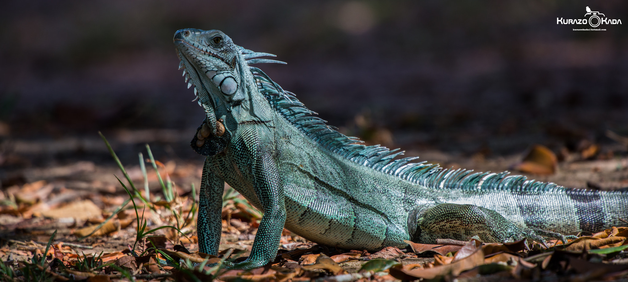 Nikon D800 + Nikon AF-S Nikkor 500mm F4G ED VR sample photo. Iguana-apa do curiaú-amapá photography