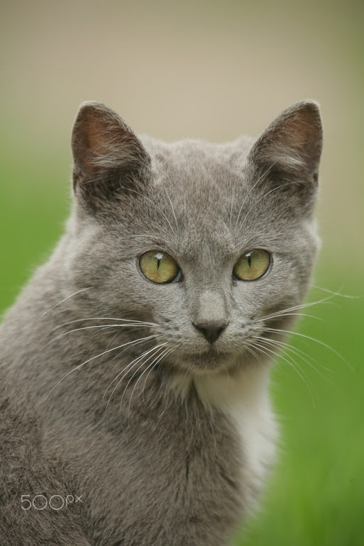 Canon EOS 5D + Canon EF 400mm F2.8L IS USM sample photo. Cat photography