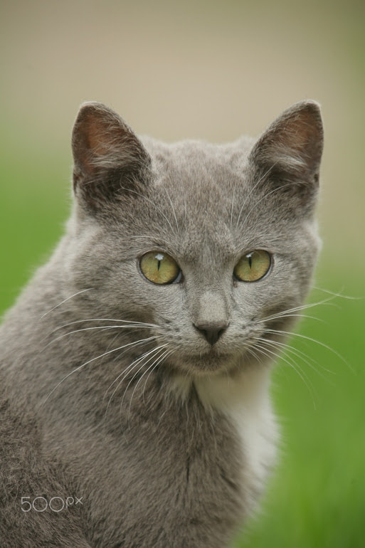 Canon EF 400mm F2.8L IS USM sample photo. Cat photography