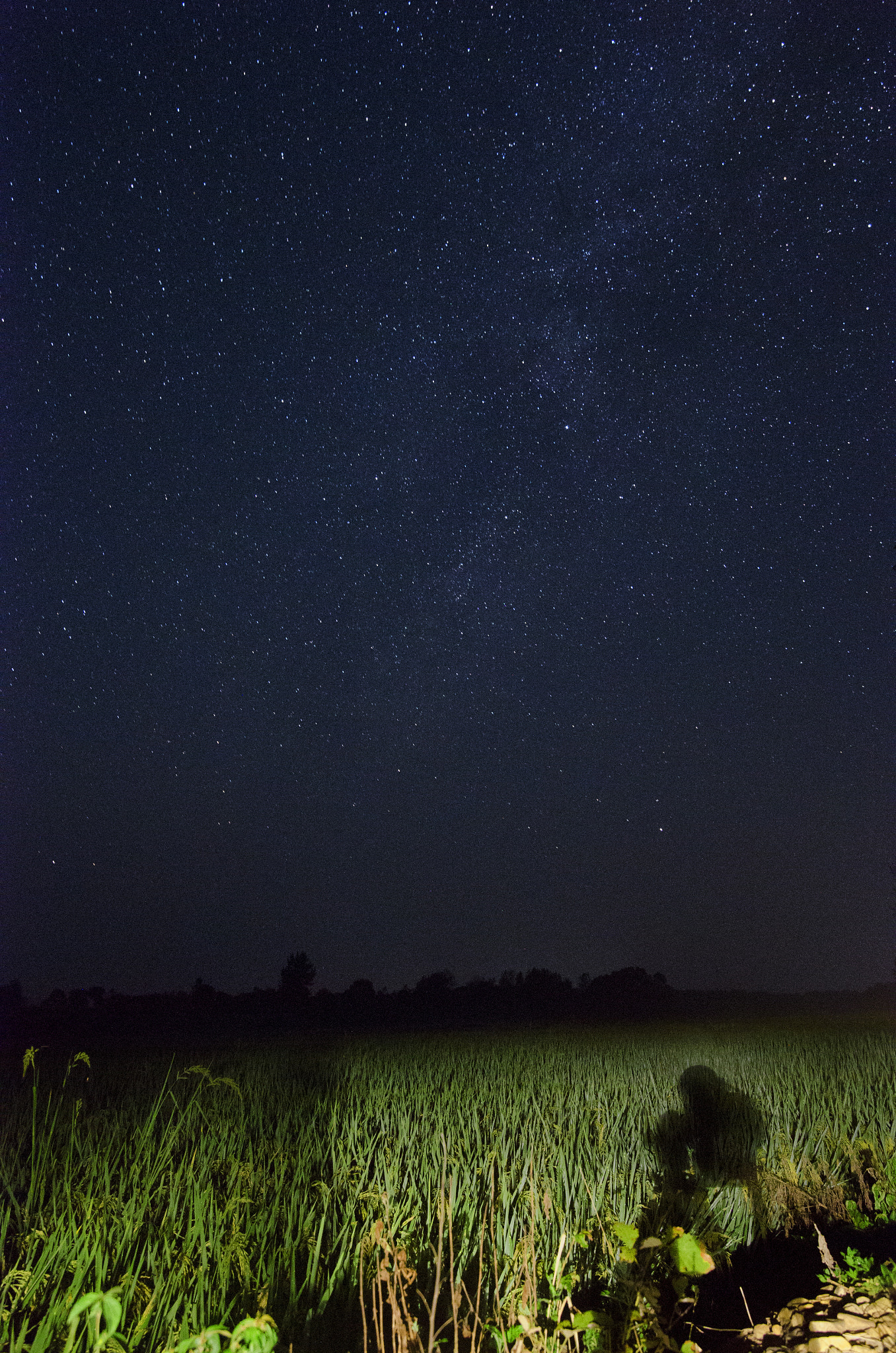 Nikon D7000 sample photo. Rice fields under galaxy photography