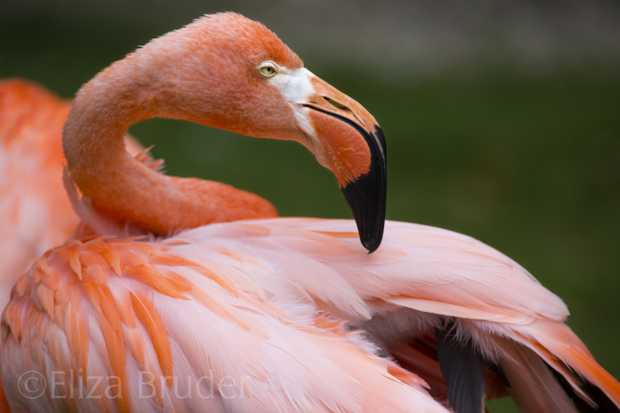 Canon EF 100-400mm F4.5-5.6L IS USM sample photo. Flamingo photography