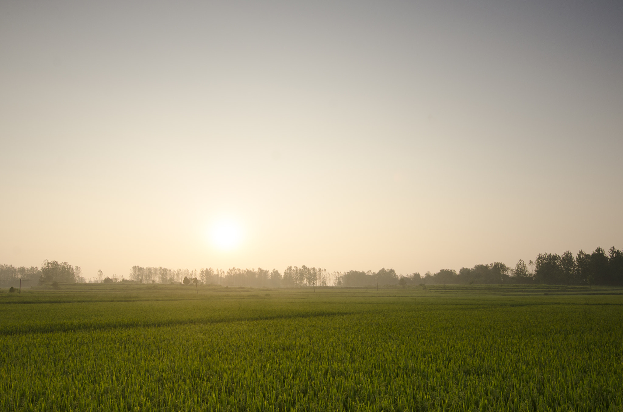 Nikon D7000 sample photo. Morning sun and rice fields photography