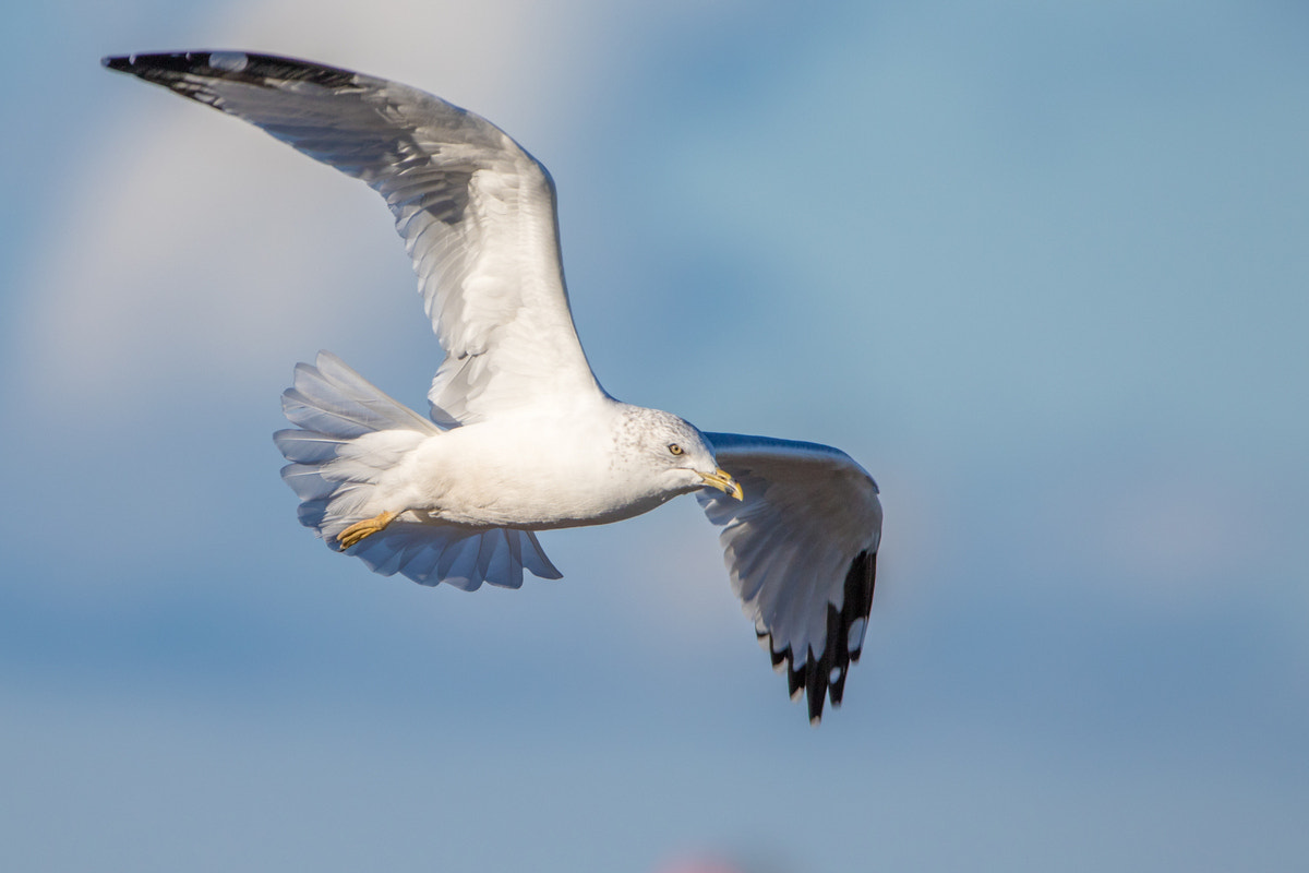 Canon EOS 7D Mark II + Canon EF 200-400mm F4L IS USM Extender 1.4x sample photo. Ring-billed gull photography