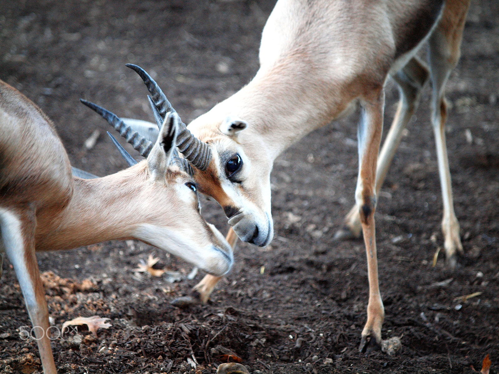 Olympus E-30 sample photo. Seeing eye to eye photography