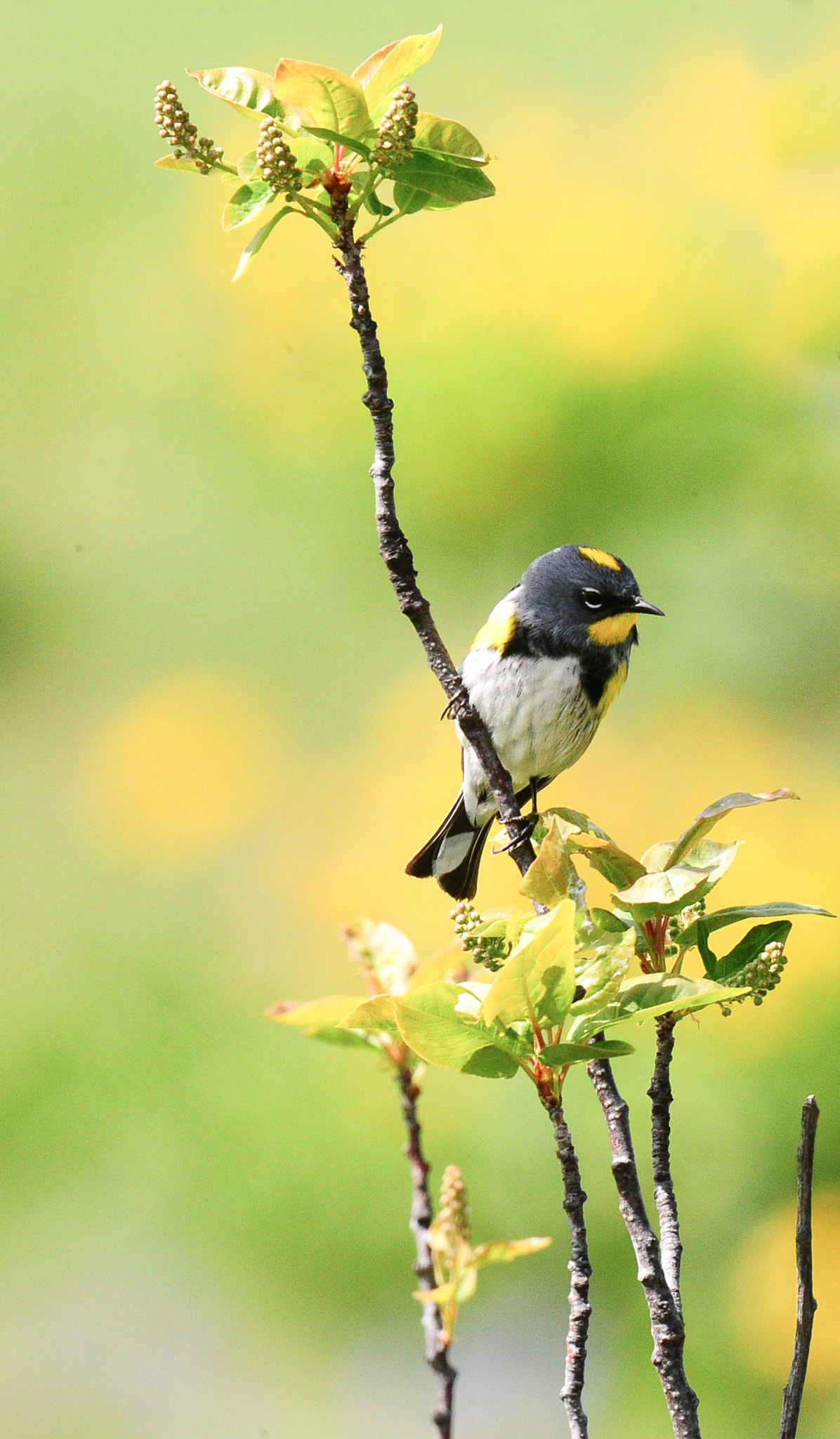 Nikon AF-S Nikkor 400mm F2.8G ED VR II sample photo. Warbler photography