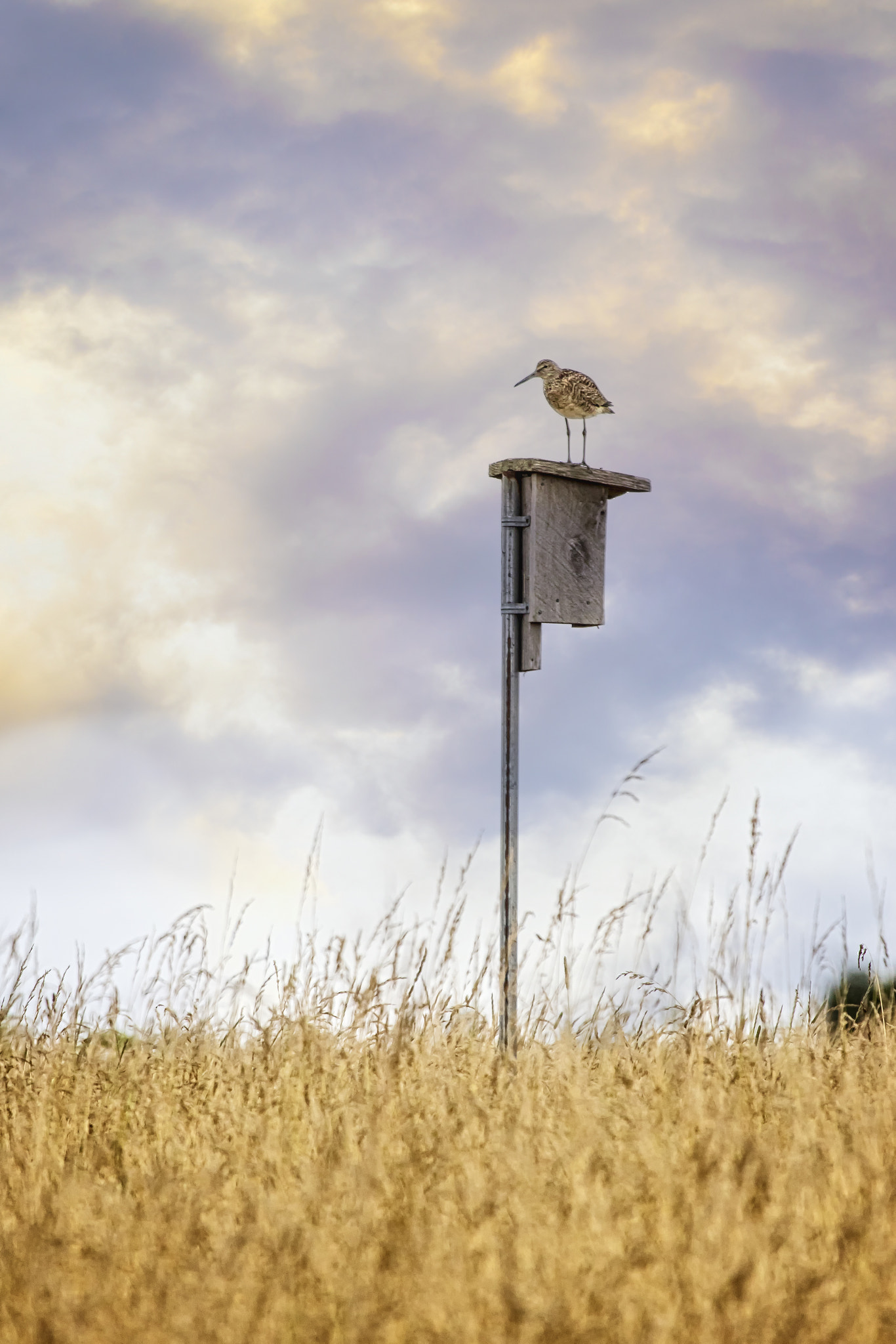 Canon EOS 7D Mark II + Canon EF 100-400mm F4.5-5.6L IS USM sample photo. Willet photography