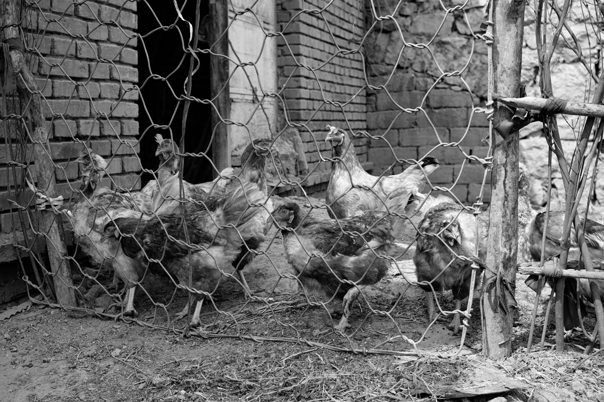 Summilux-M 50mm f/1.4 (II) sample photo. Chicken house photography