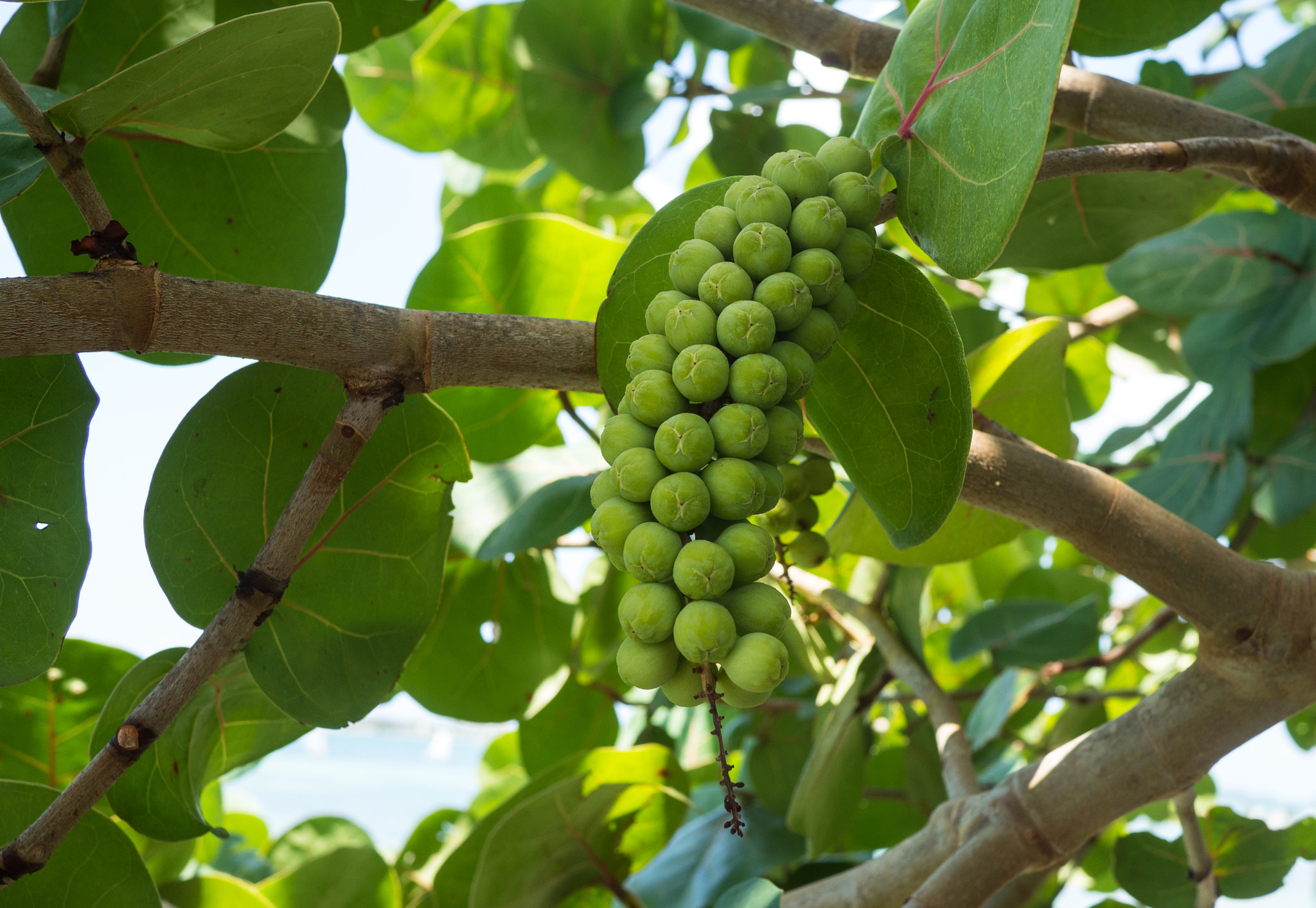 Olympus OM-D E-M5 II + LUMIX G 20/F1.7 II sample photo. Sea grapes photography