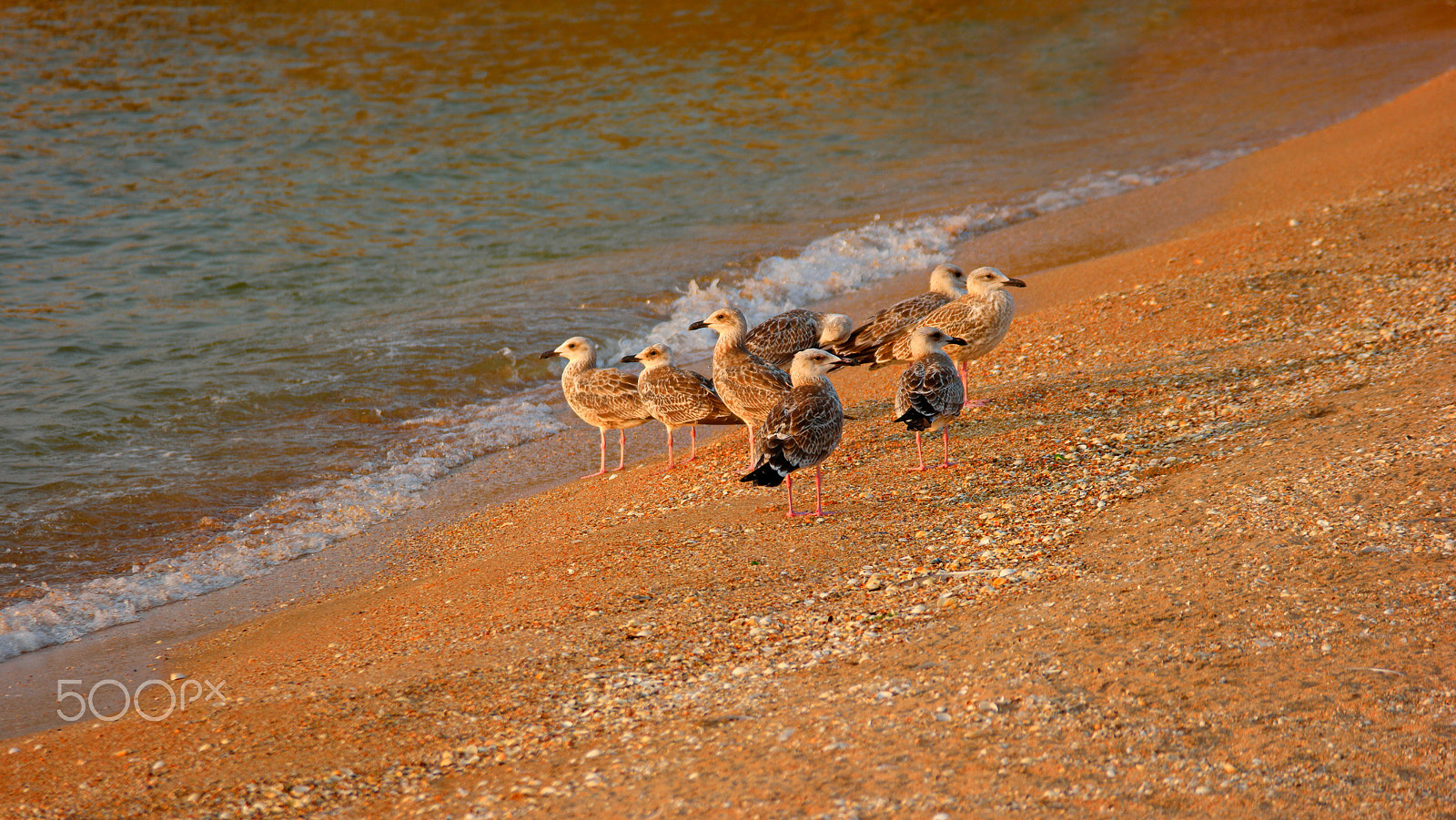 Samsung NX500 + NX 50-200mm F4-5.6 sample photo. Seagulls on the shore of the sea sunset sunlight. photography