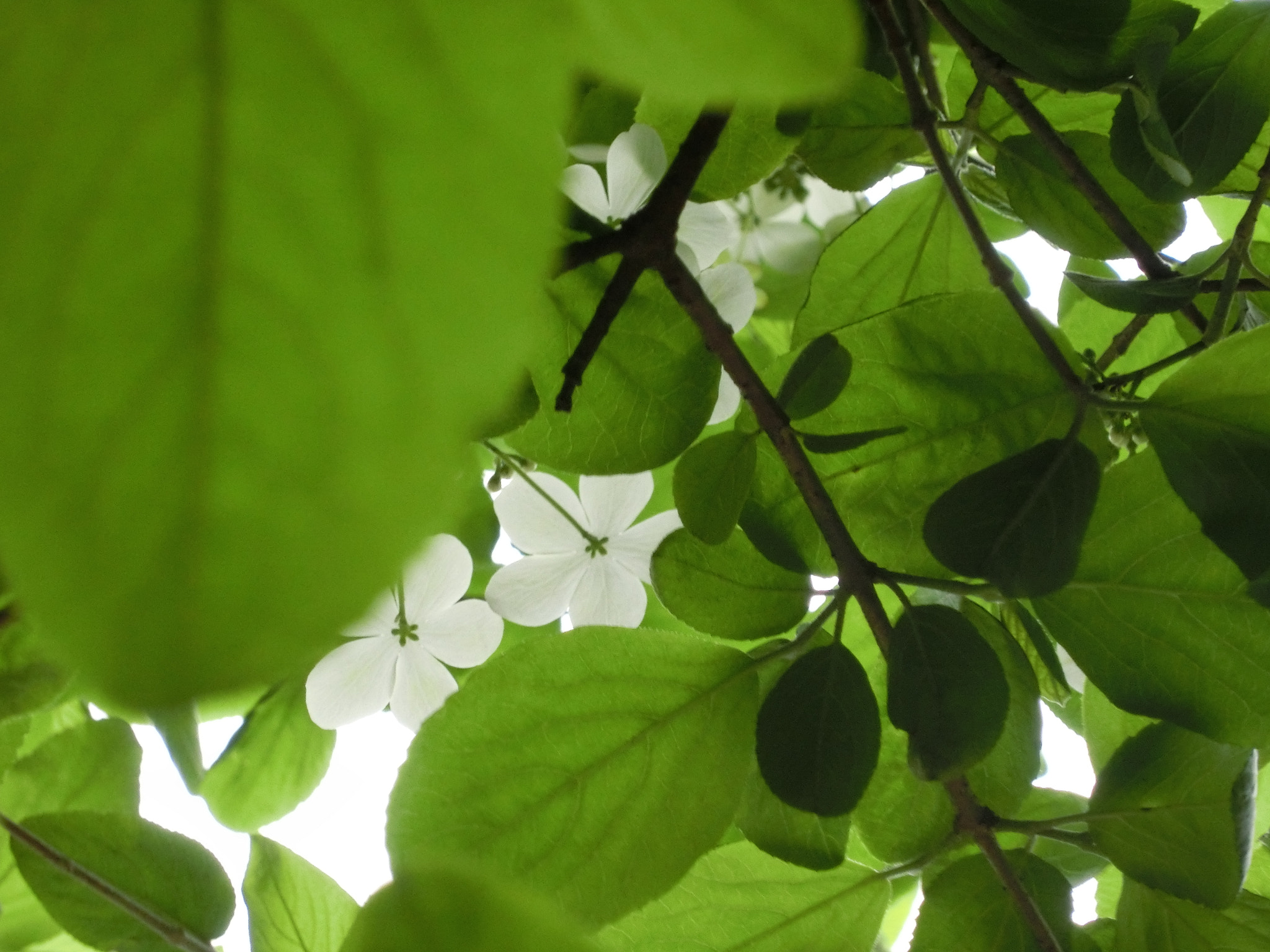 CASIO EX-ZR20 sample photo. Cimg1744.jpg photography