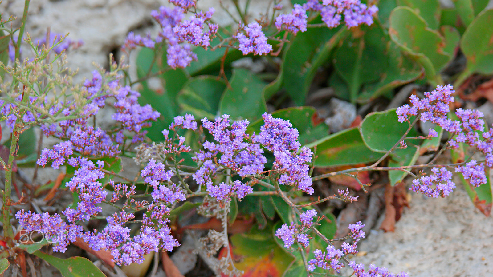 Samsung NX500 + NX 50-200mm F4-5.6 sample photo. Small blue florets on the rock photography