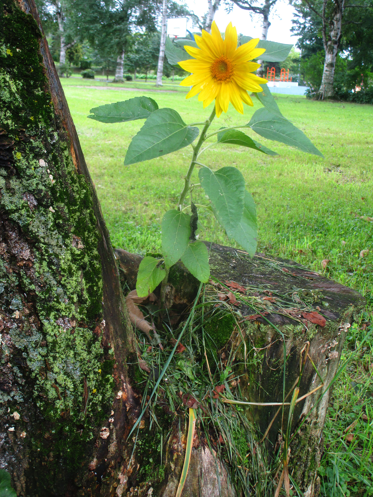 Canon PowerShot ELPH 150 IS (IXUS 155 / IXY 140) sample photo. Sunflower photography