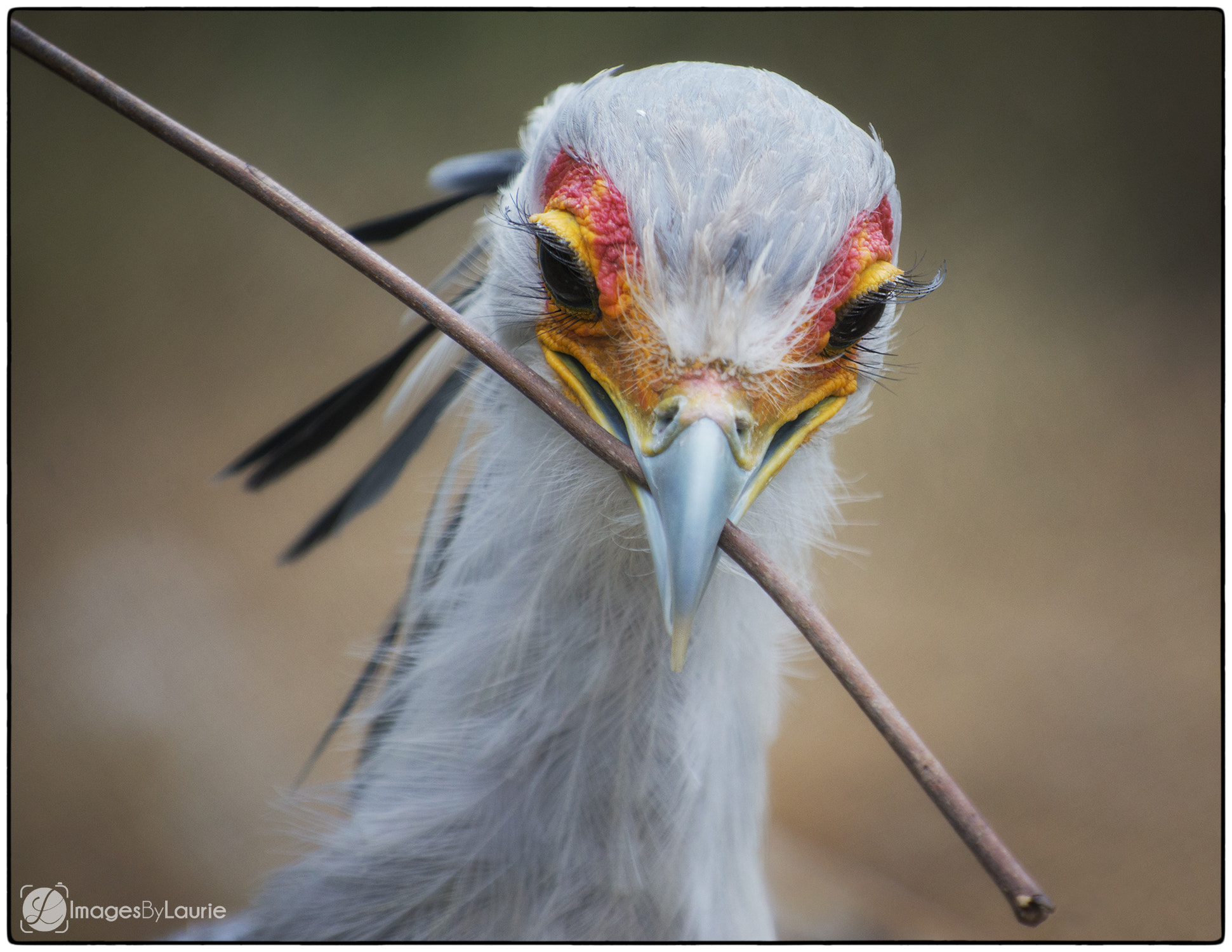 Nikon D800E sample photo. Pick up sticks photography