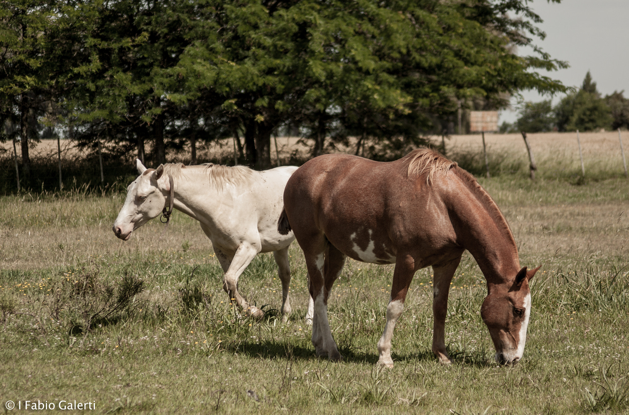 Sigma 70-300mm F4-5.6 APO DG Macro sample photo. Pampa argentina photography