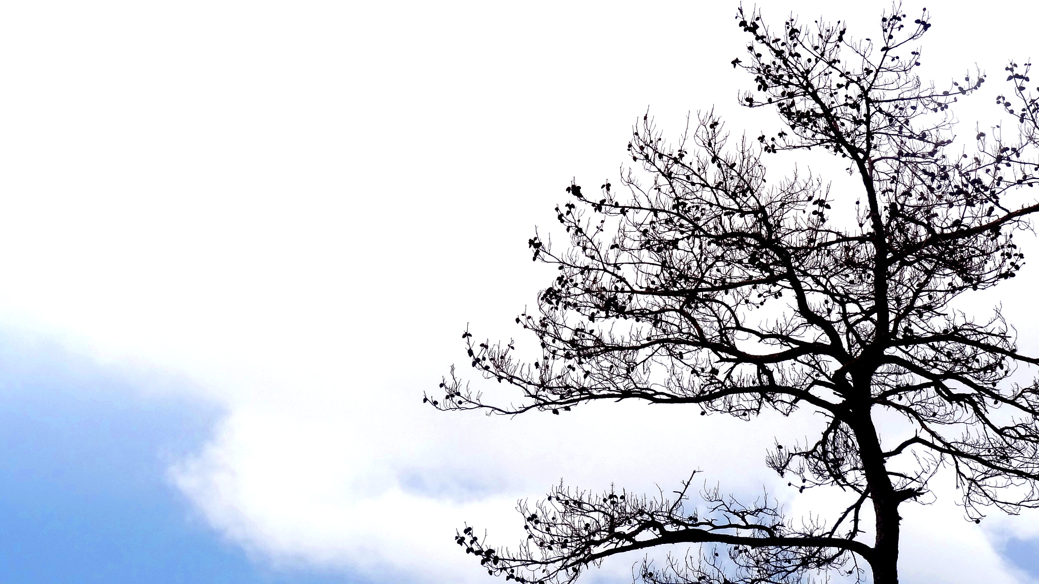 Sony Cyber-shot DSC-HX7V sample photo. Aging tree photography