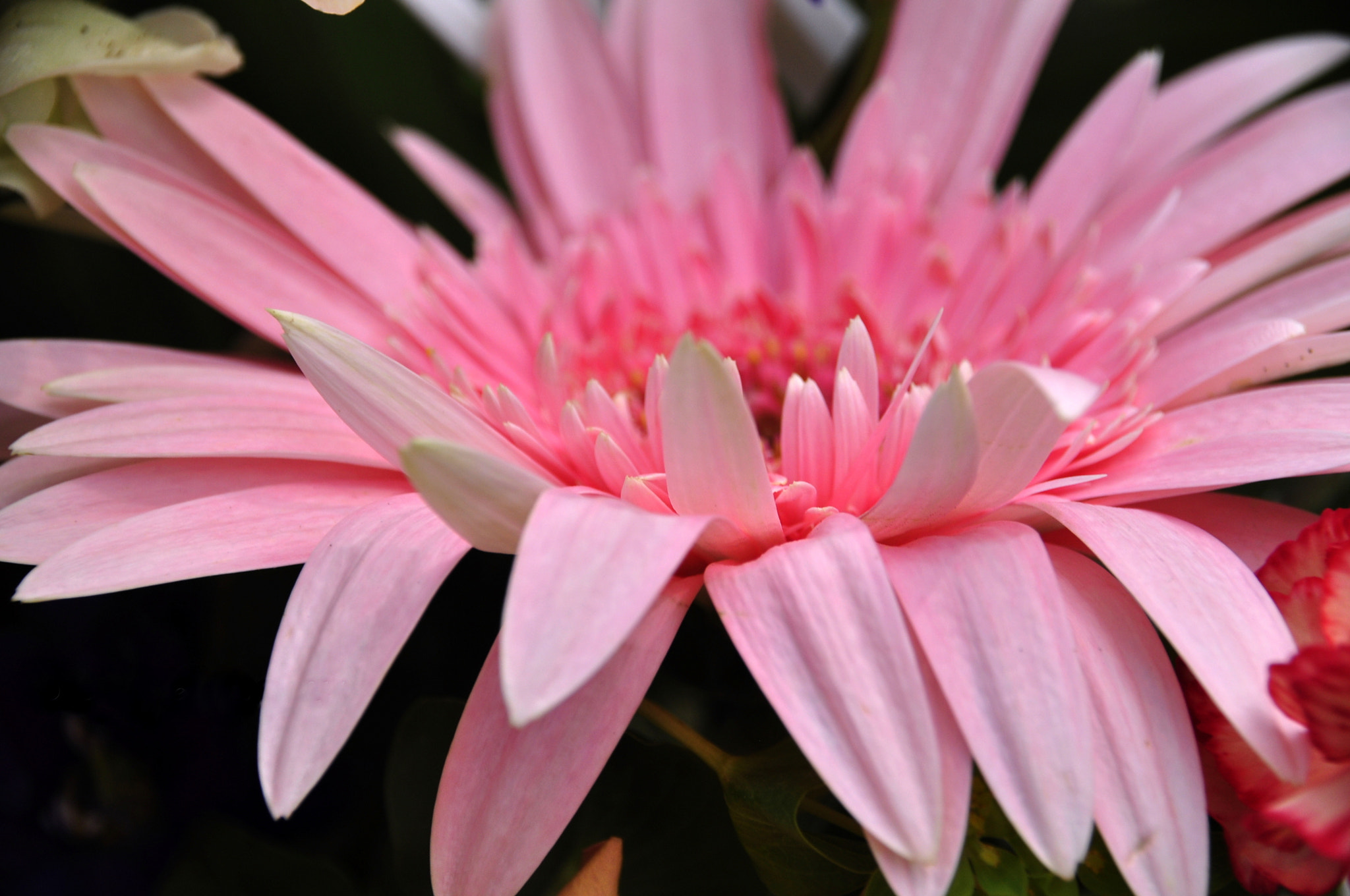 Sigma 18-250mm F3.5-6.3 DC Macro OS HSM sample photo. Pink petals photography