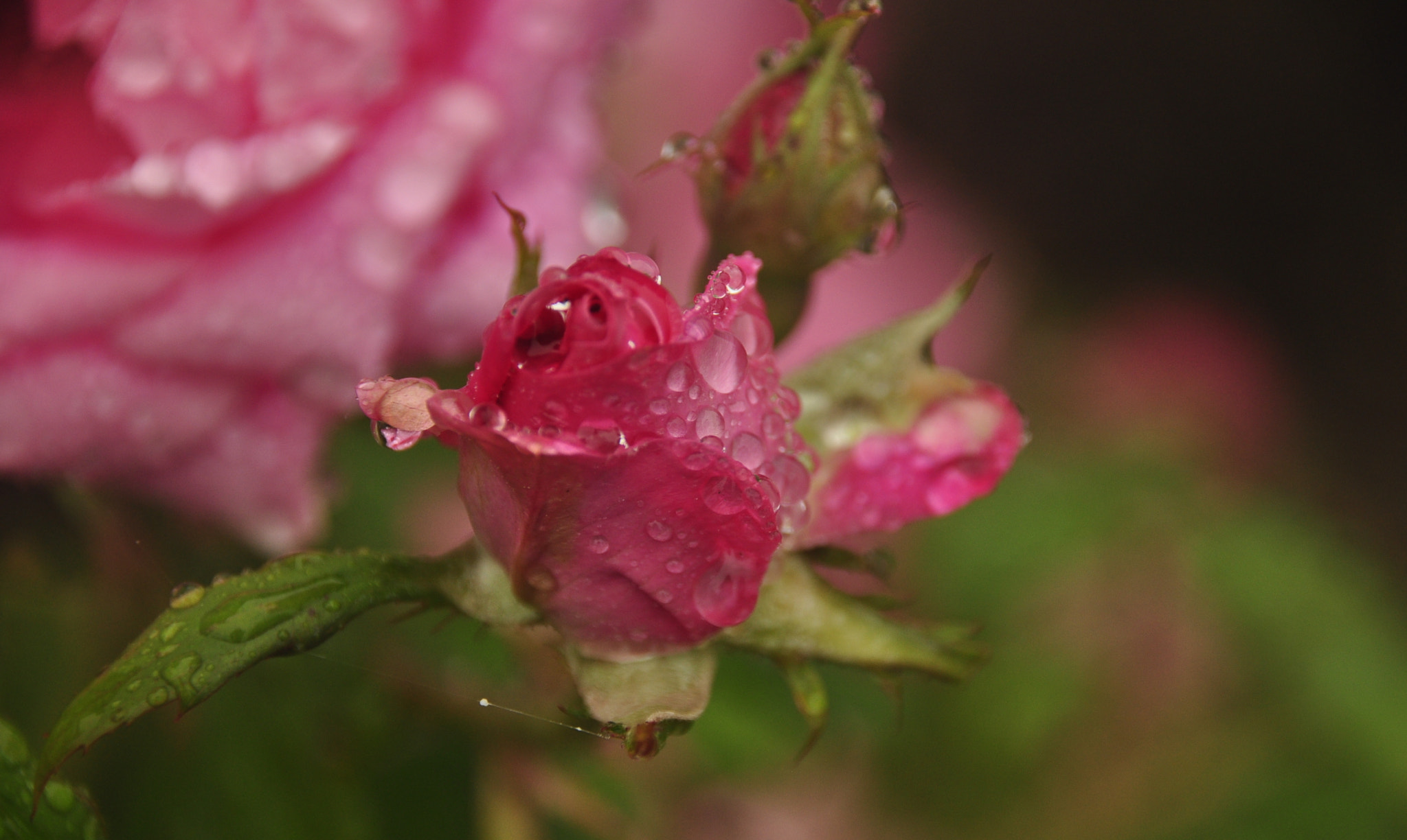Sigma 18-250mm F3.5-6.3 DC Macro OS HSM sample photo. After the rains photography