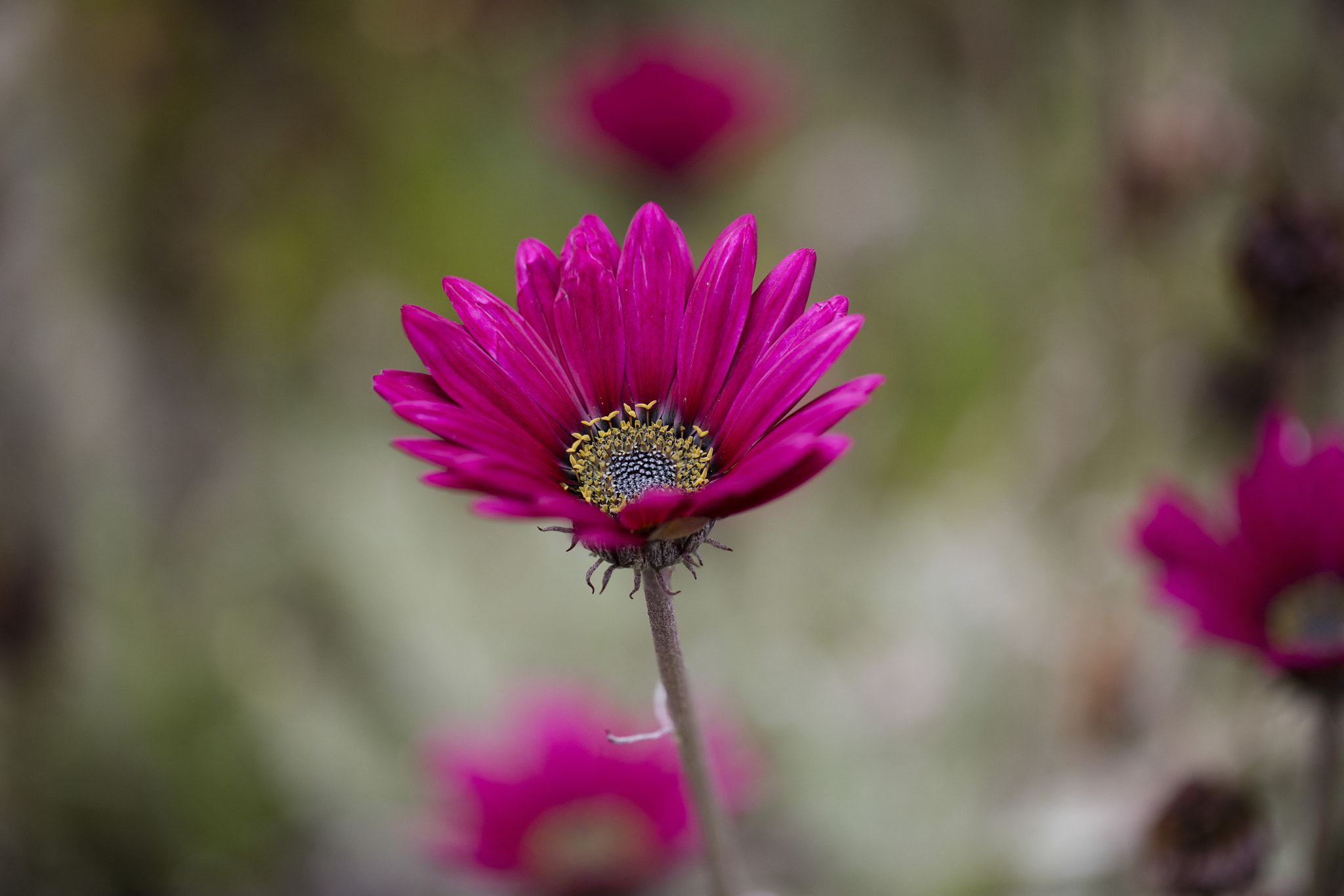 Canon EOS 5DS + Canon EF 100mm F2.8L Macro IS USM sample photo. Fort bragg trip 1 photography