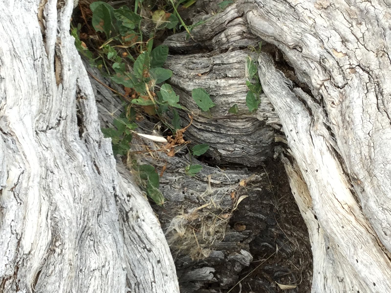 Apple iPad5,3 sample photo. Old tree trunk photography