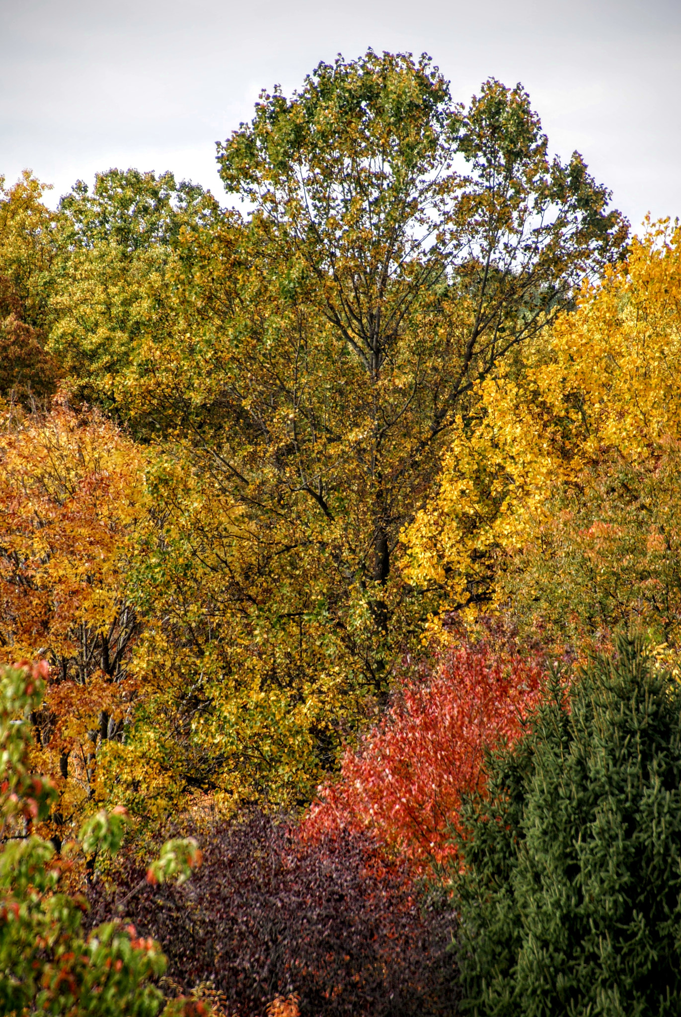 Tamron 16-300mm F3.5-6.3 Di II VC PZD Macro sample photo. October colors photography