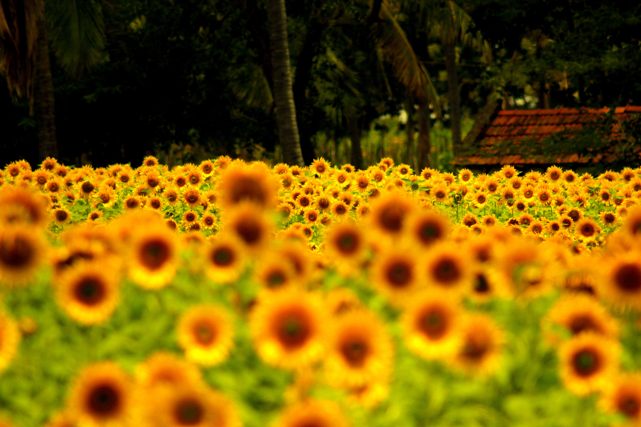 Canon EF 75-300mm f/4-5.6 USM sample photo. Sunflower photography