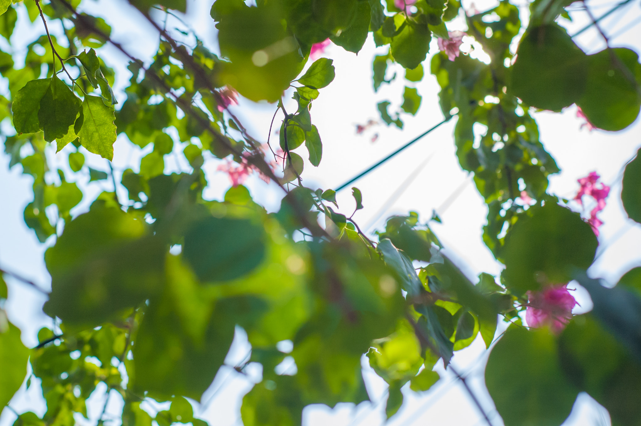 Nikon D70s sample photo