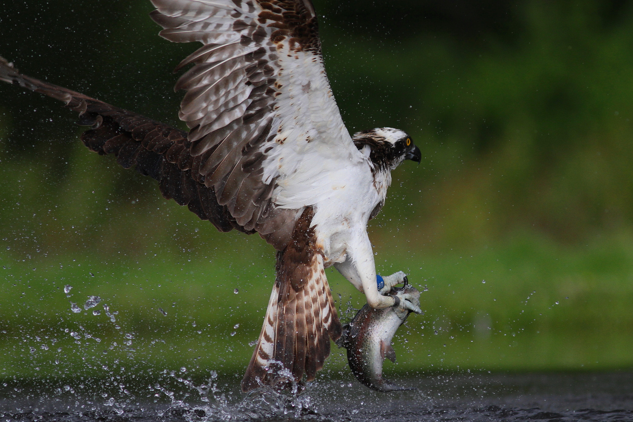 Canon EF 300mm F4L IS USM sample photo. Osprey photography