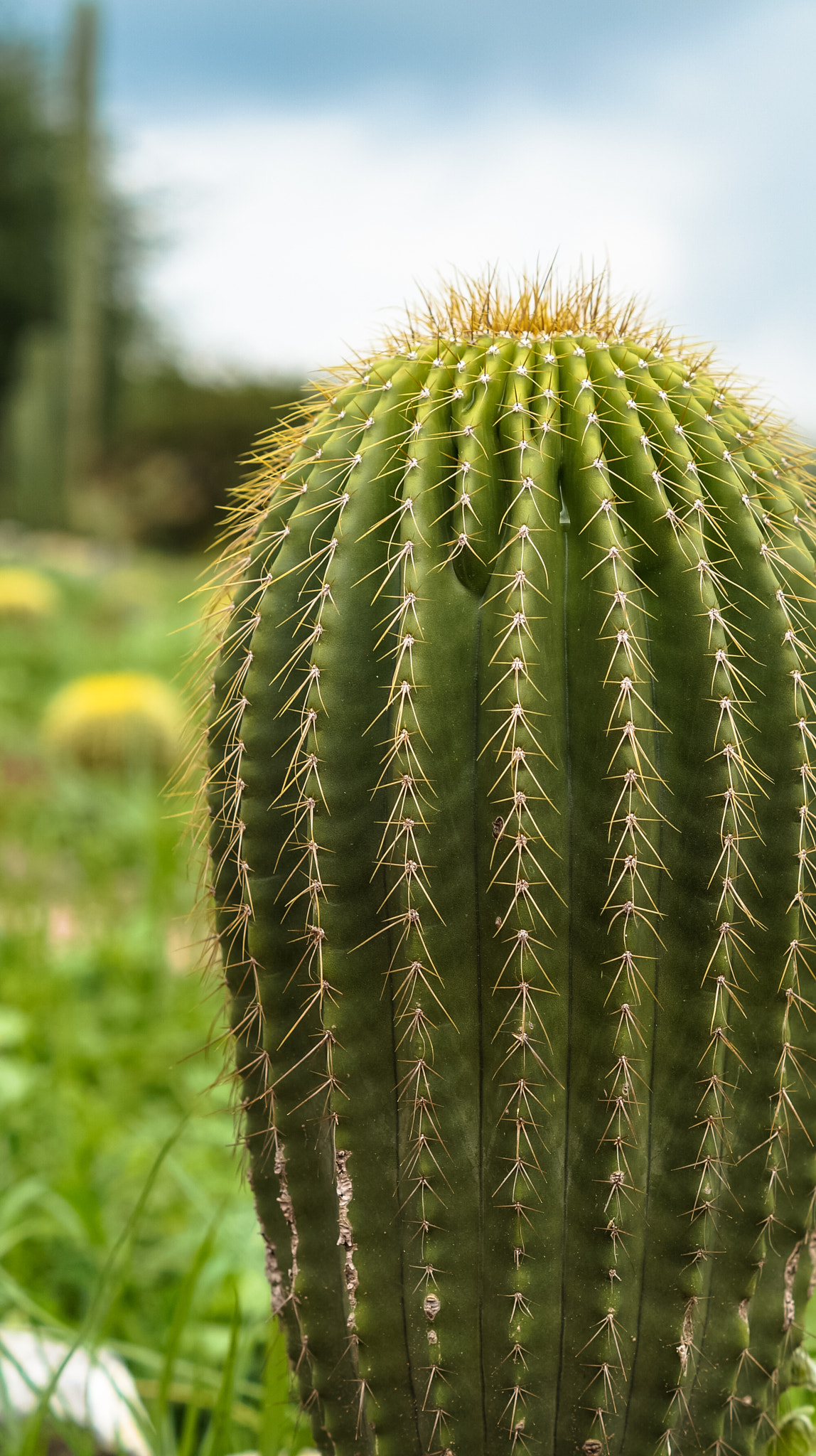 Sony SLT-A57 sample photo. Cactus photography