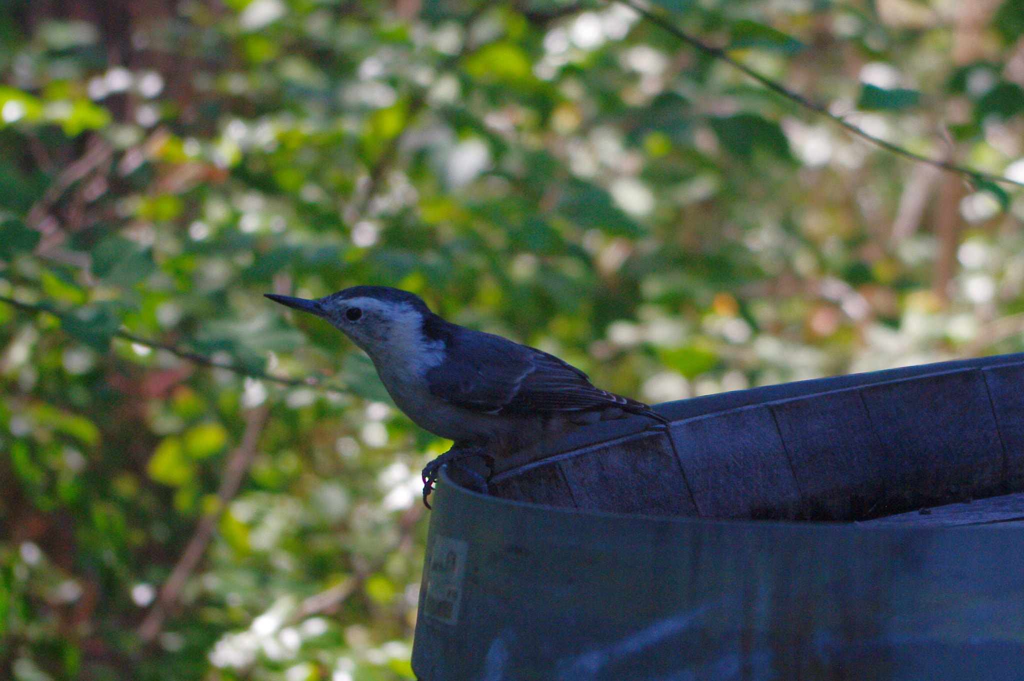 smc PENTAX-DA L 18-55mm F3.5-5.6 sample photo. Enjoying the shade photography