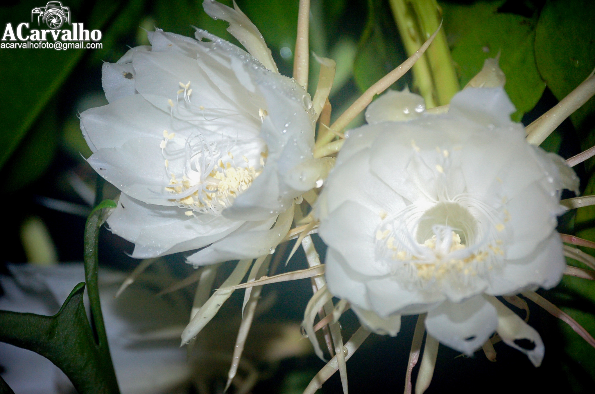 Nikon D50 sample photo