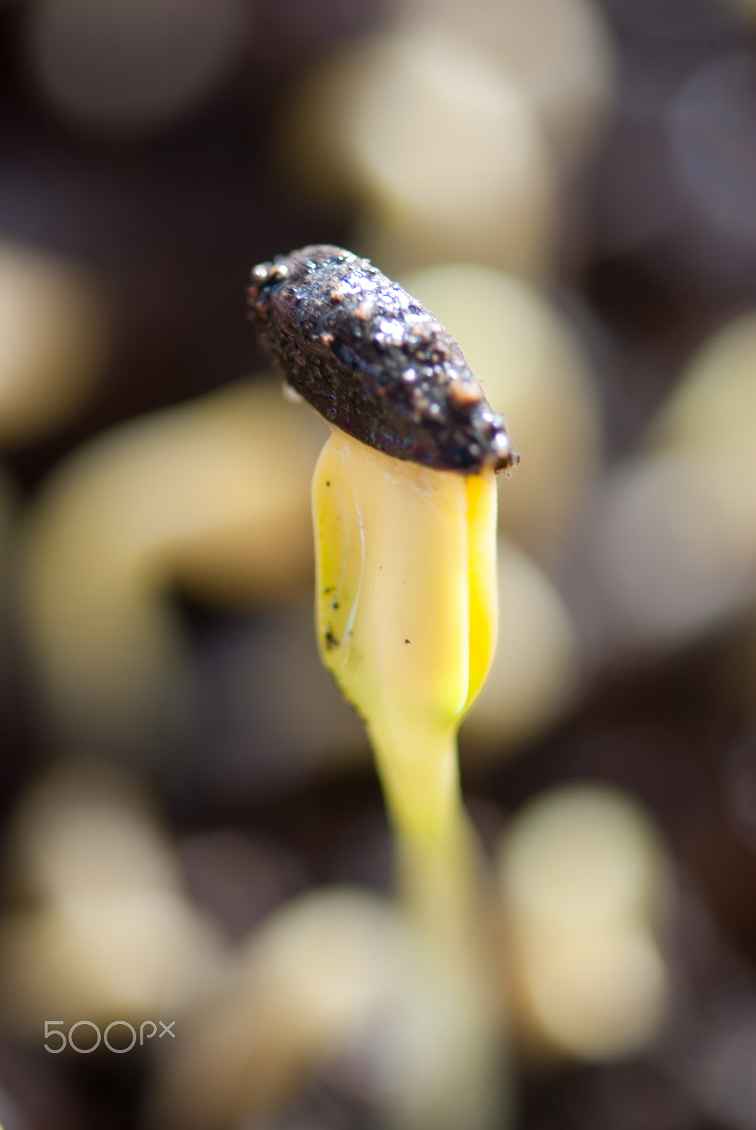 Nikon AF-S Micro-Nikkor 105mm F2.8G IF-ED VR sample photo. Green sunflower sprout photography